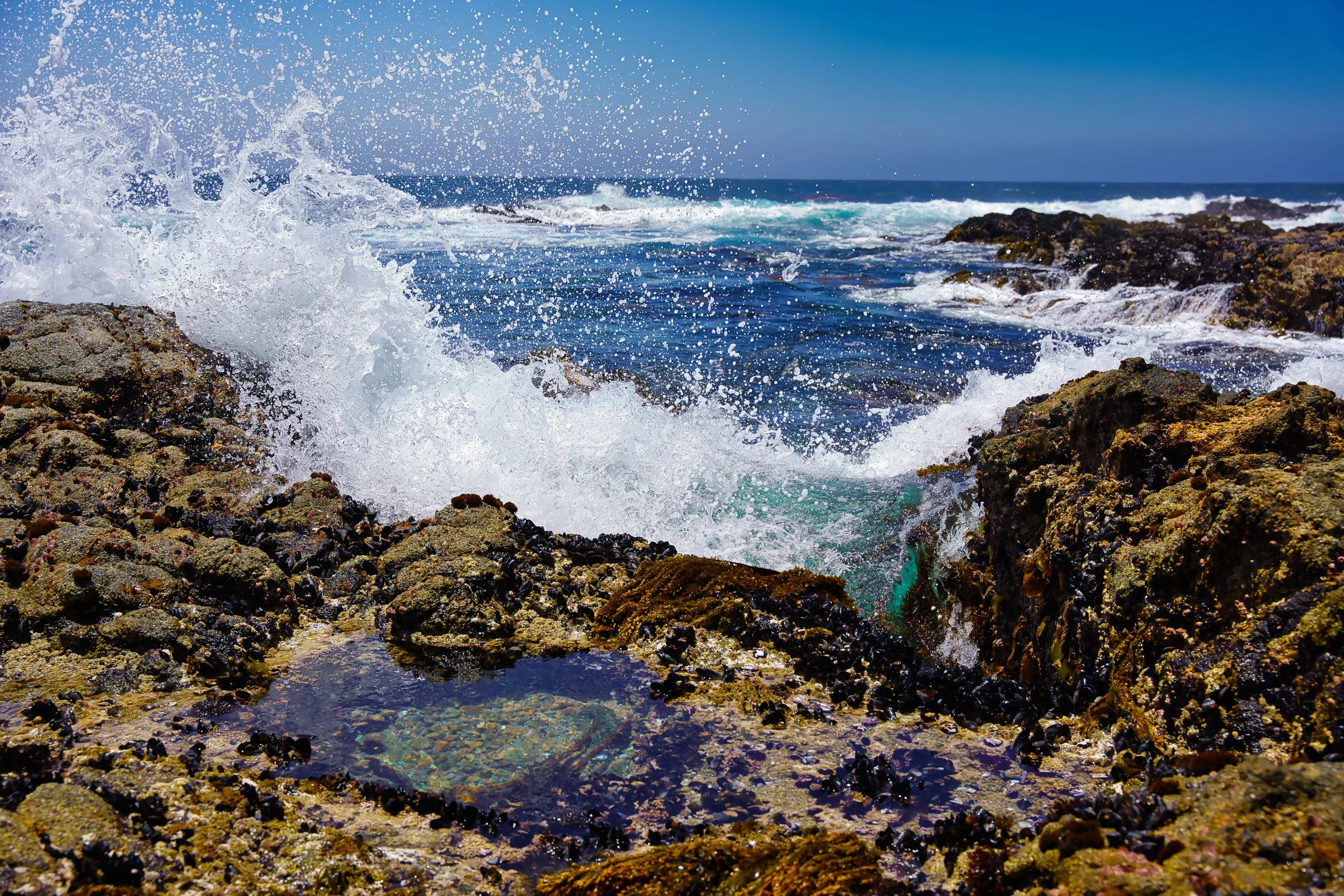 Point Lobos, CA; June 2022