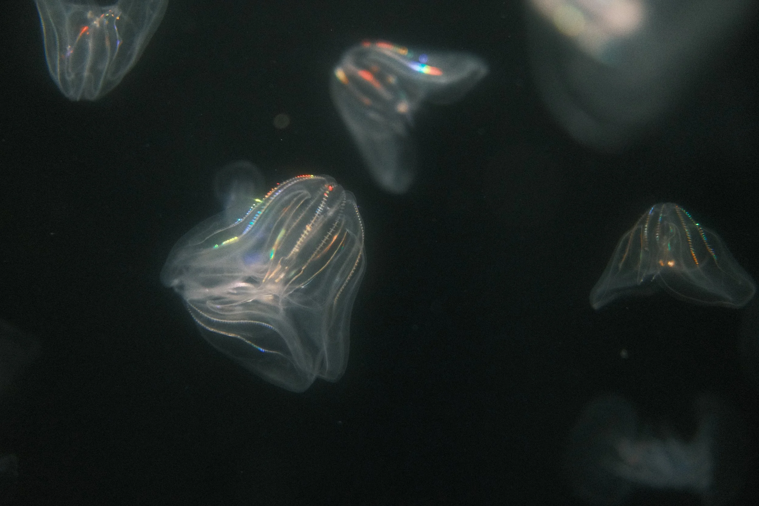 Long Beach, CA; December 2025