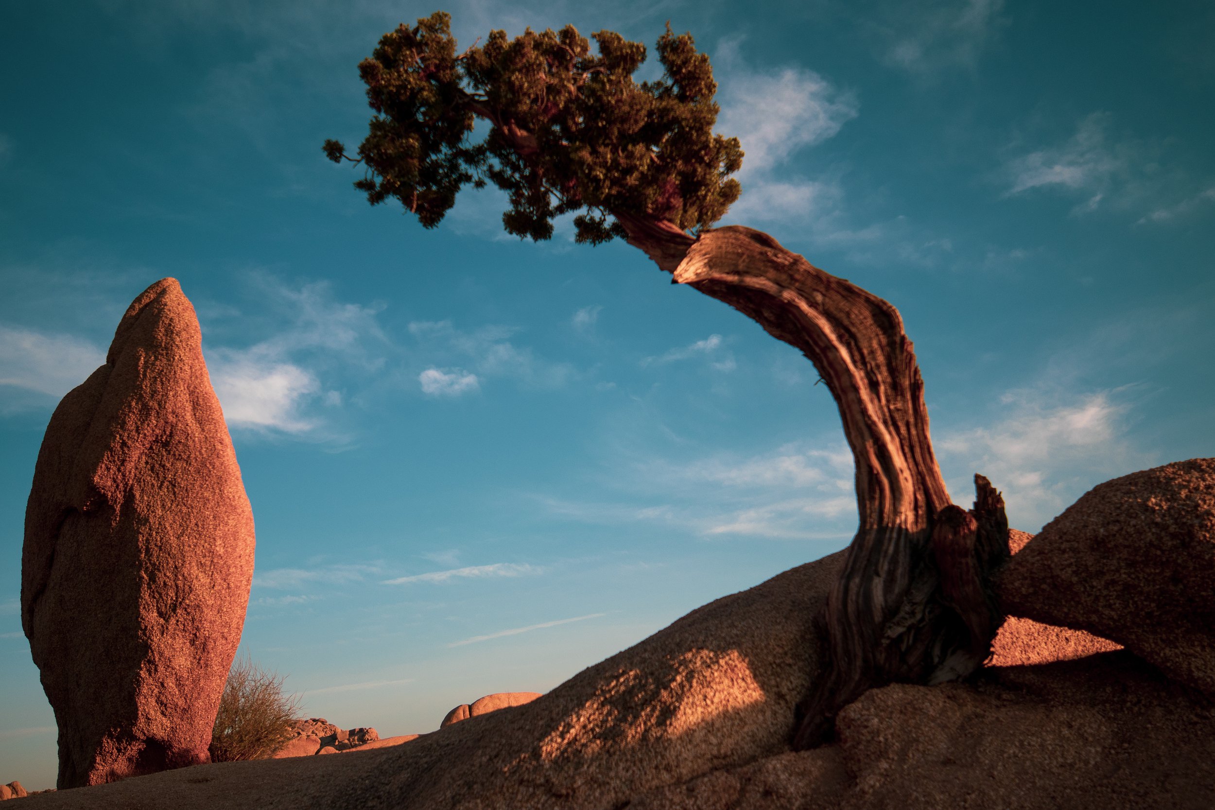 Joshua Tree, CA; May 2018