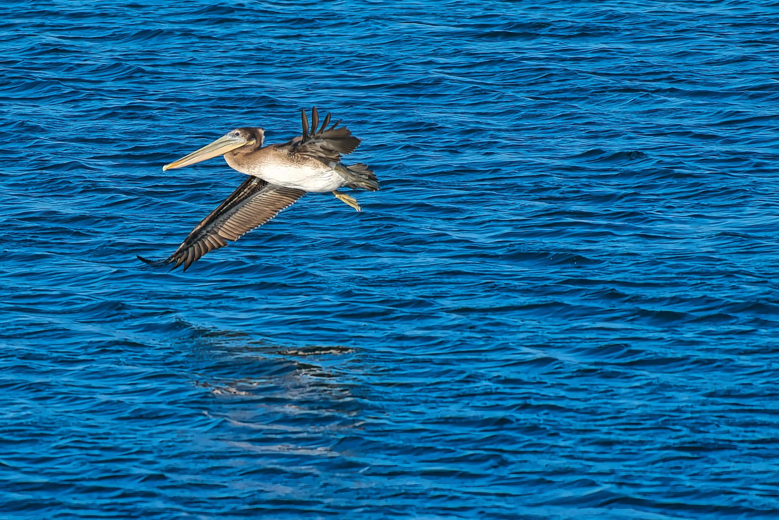 Brown Pelican; November 2025