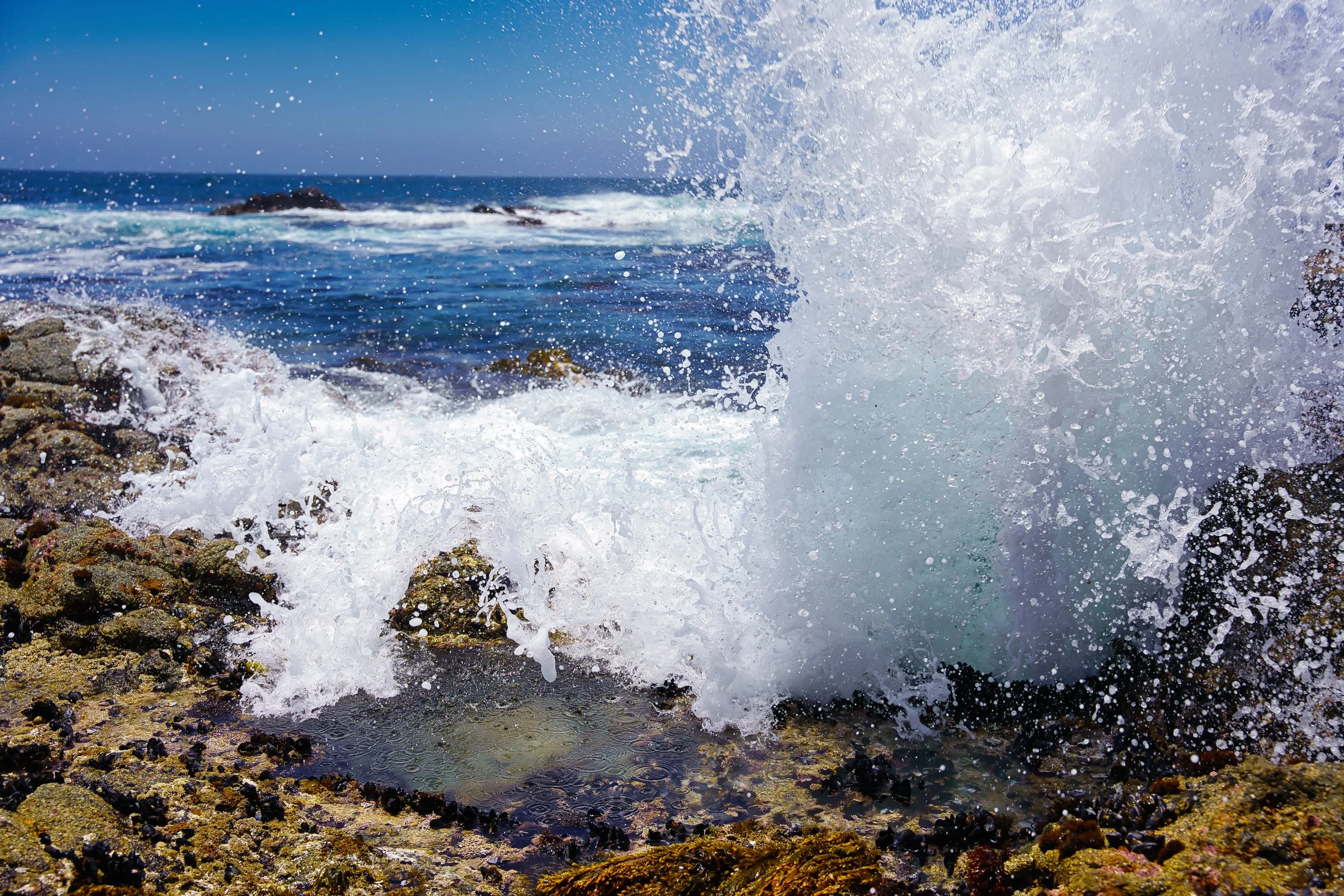 Point Lobos, CA; June 2022