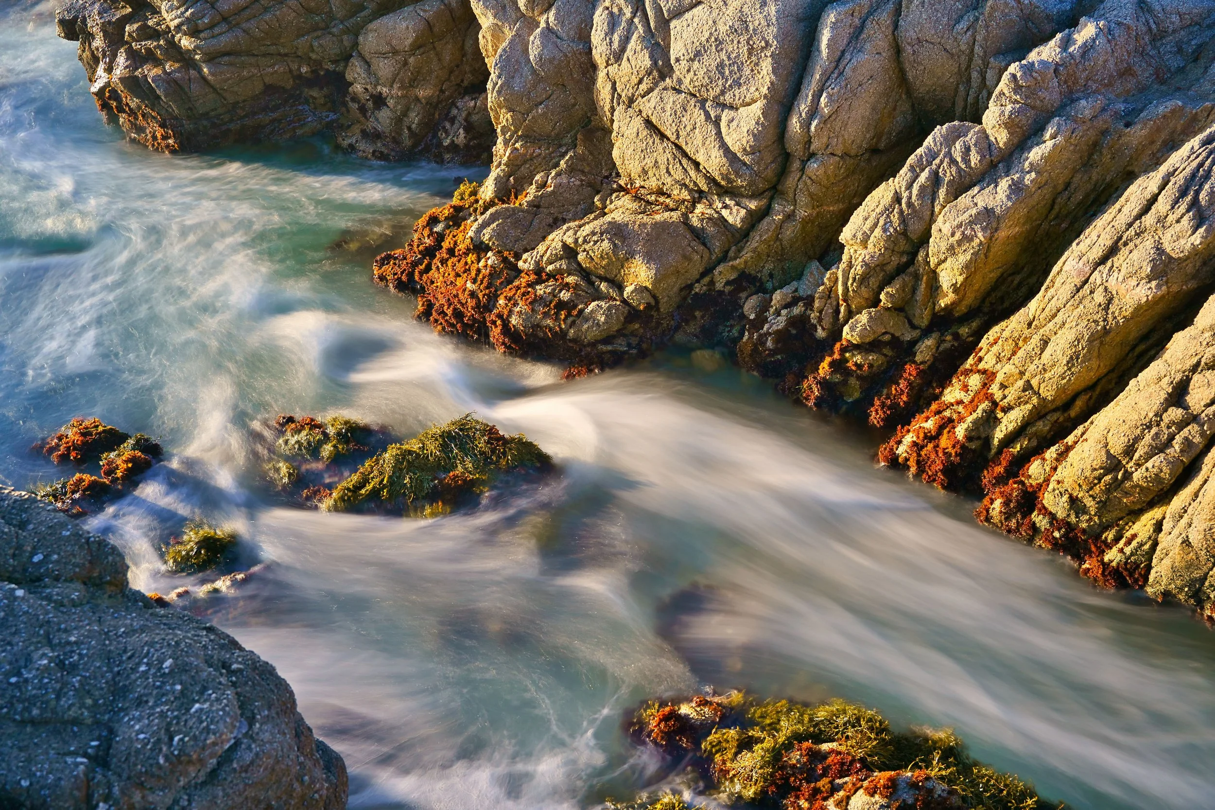 Point Lobos, CA; June 2022