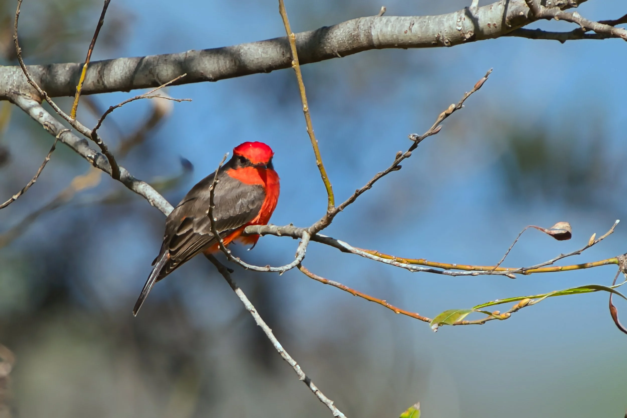 Vermilion Flycatcher; November 2025  