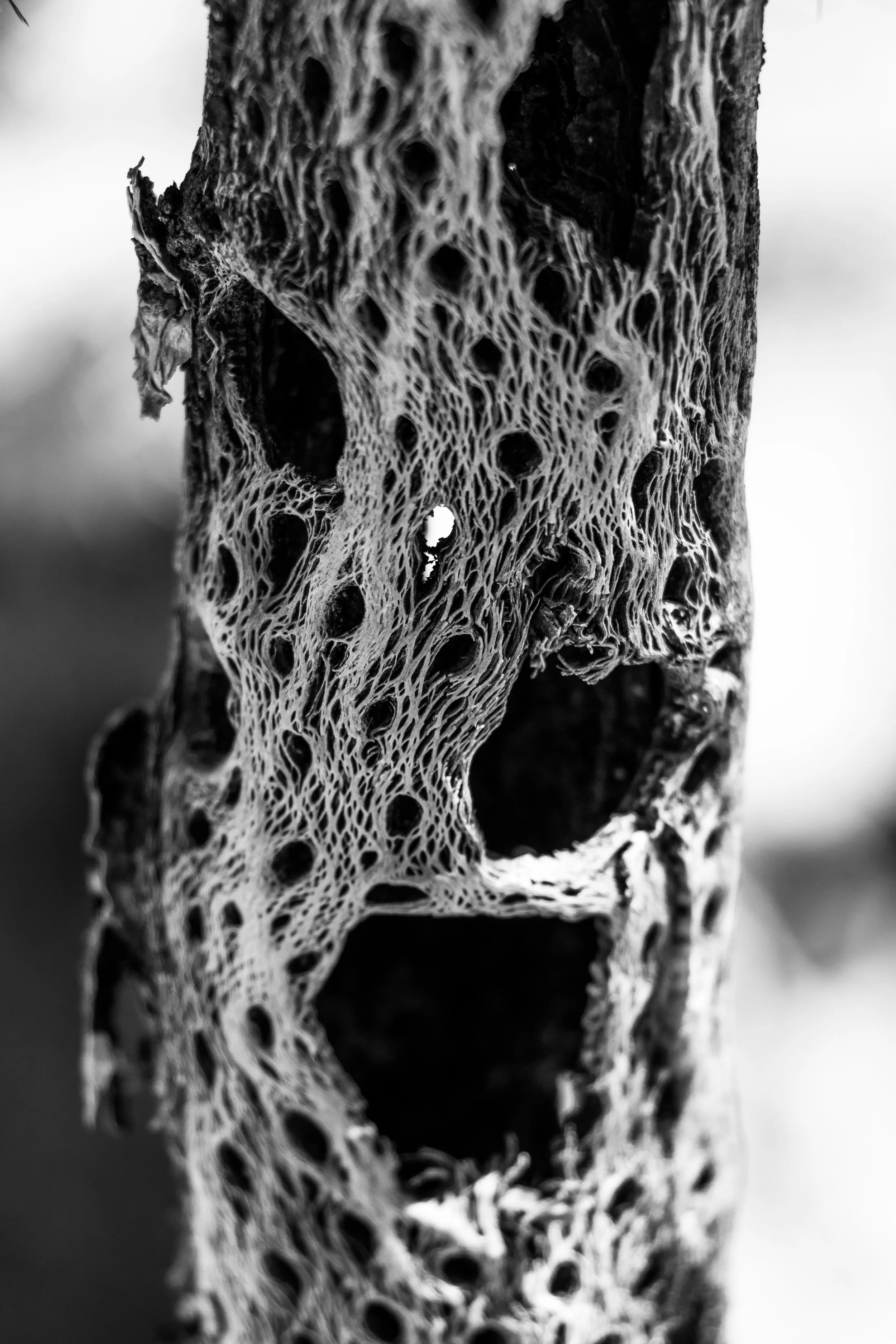 Joshua Tree, CA; April 2018