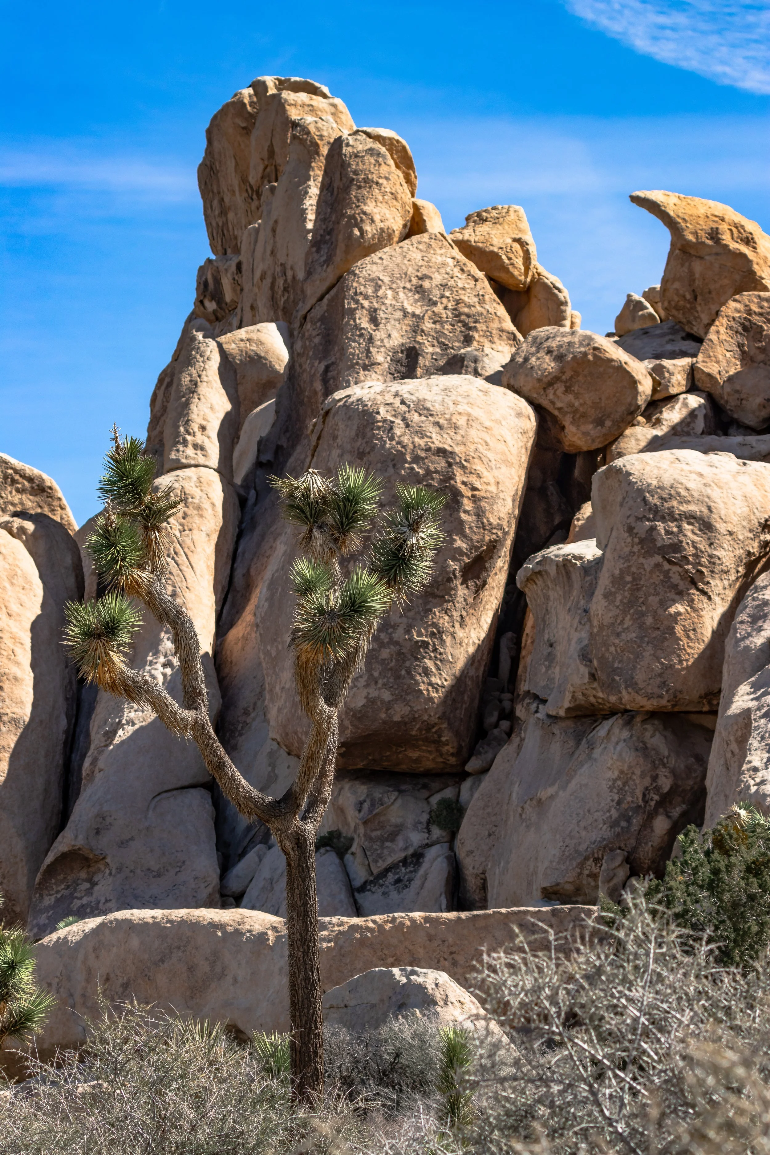Joshua Tree, CA; March 2019