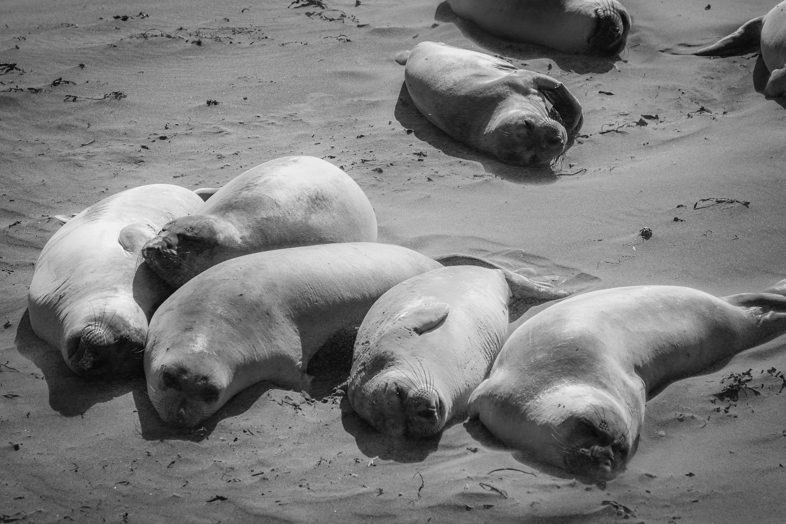 San Simeon, CA; September 2018