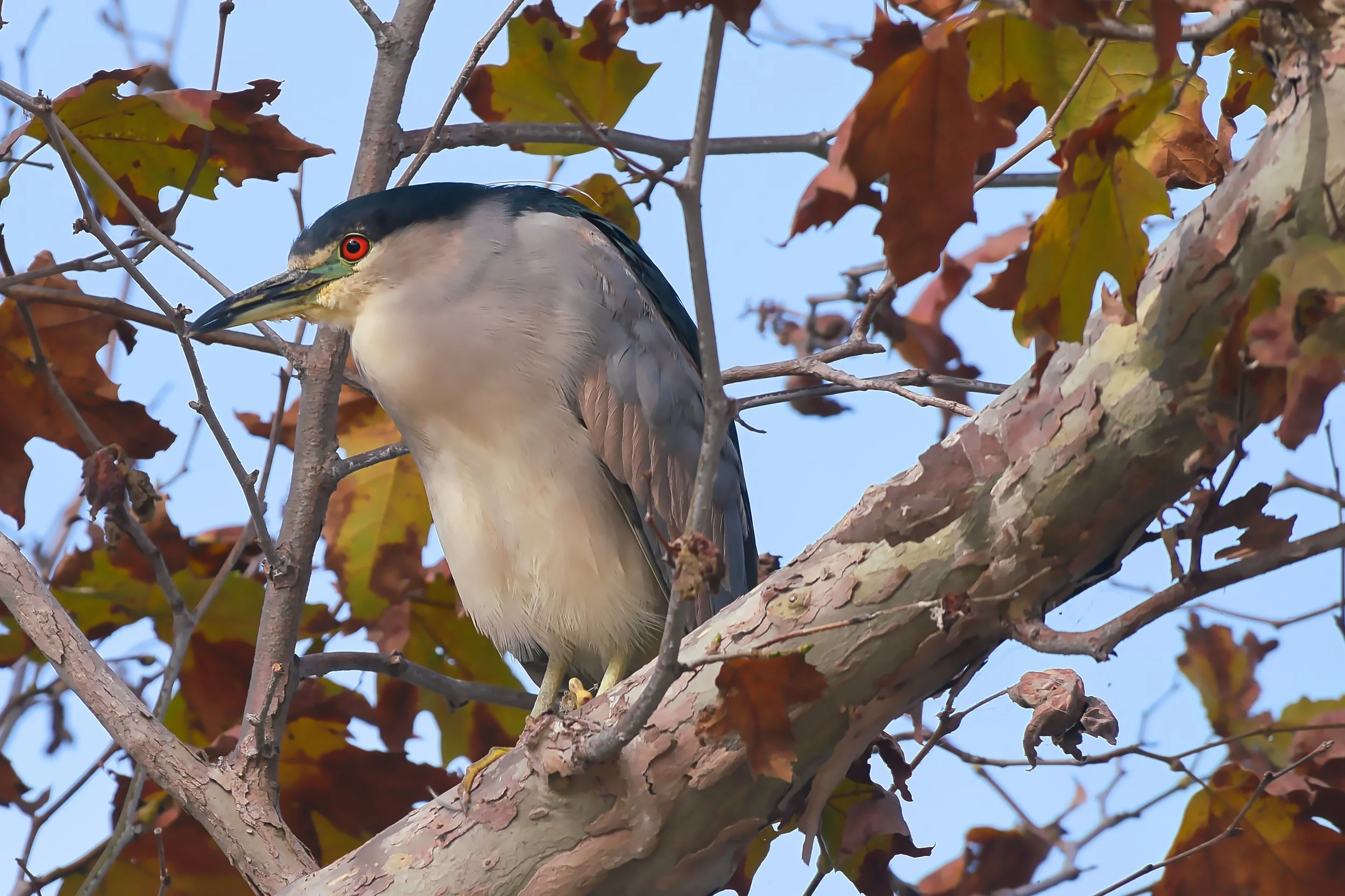 Black-capped Night Heron; November 2025