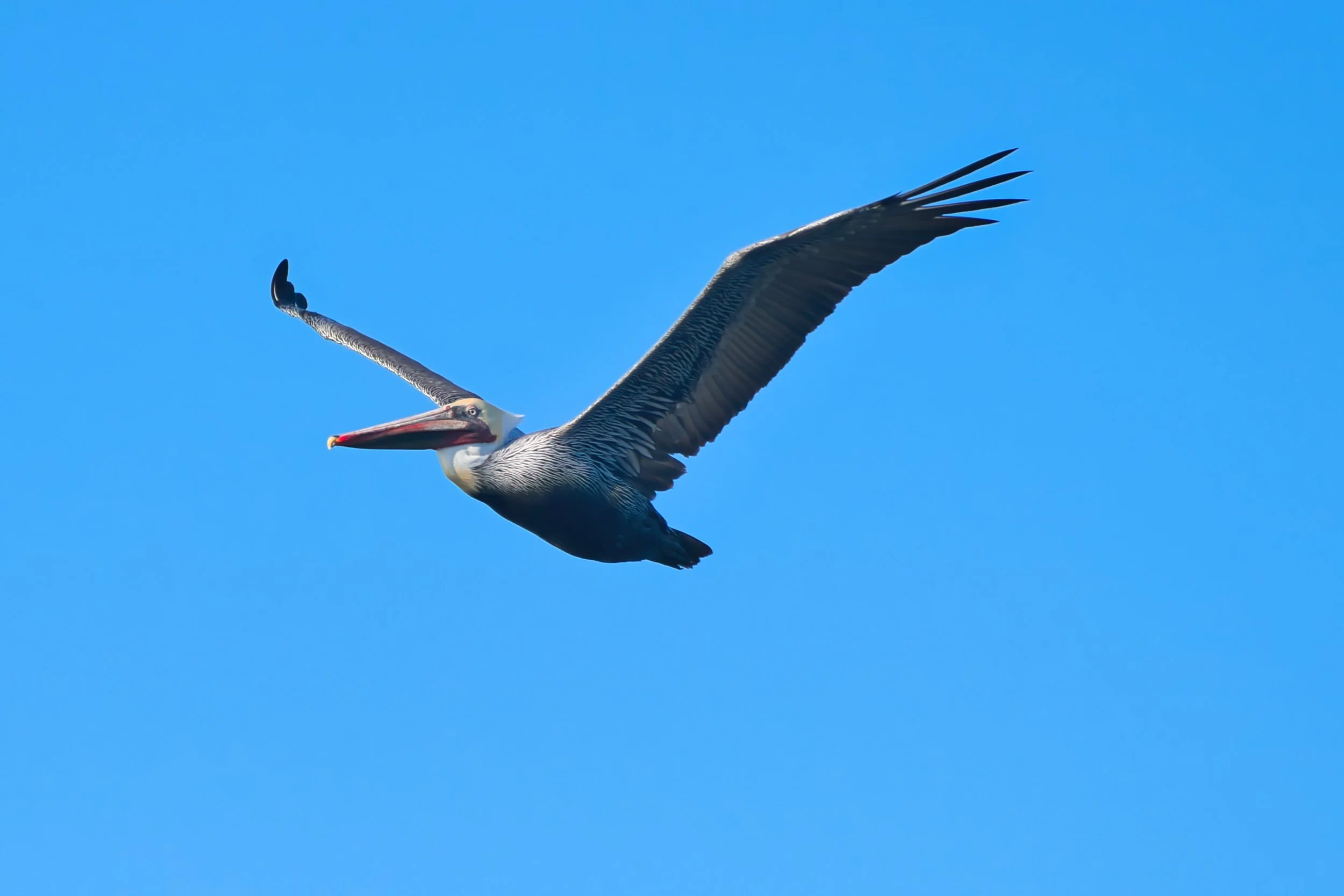 Brown Pelican; November 2025