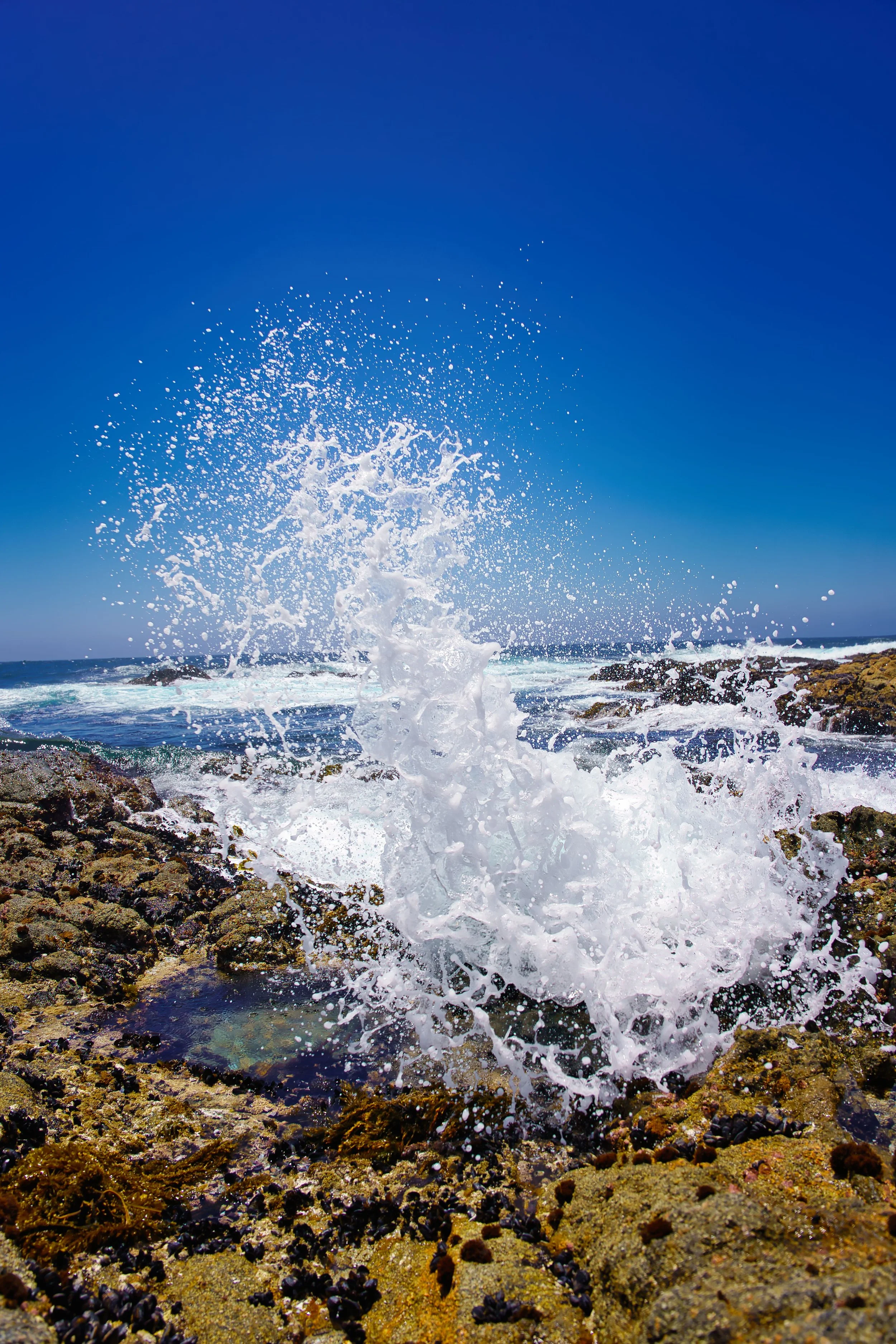 Point Lobos, CA; June 2022