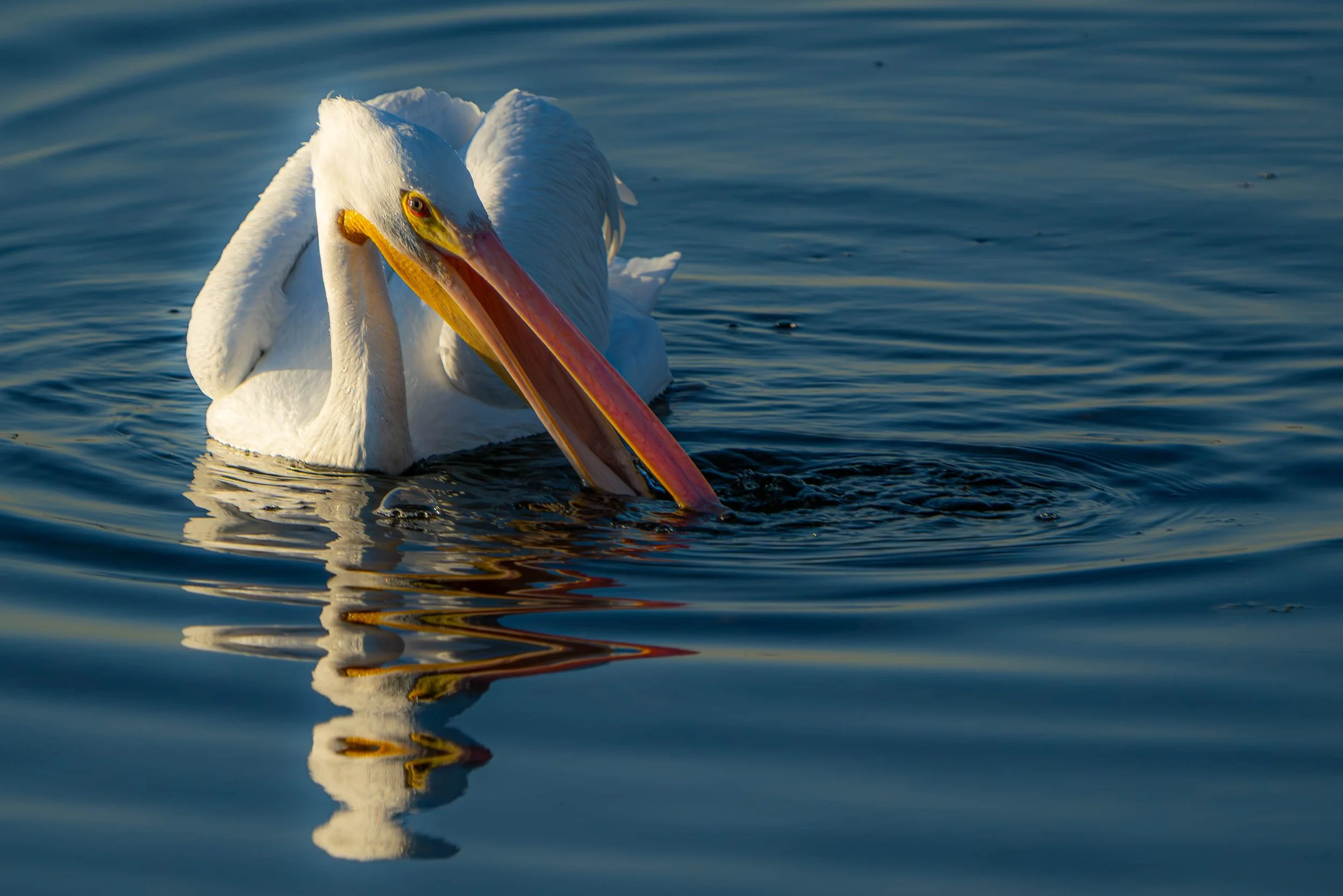 American White Pelican; December 2024