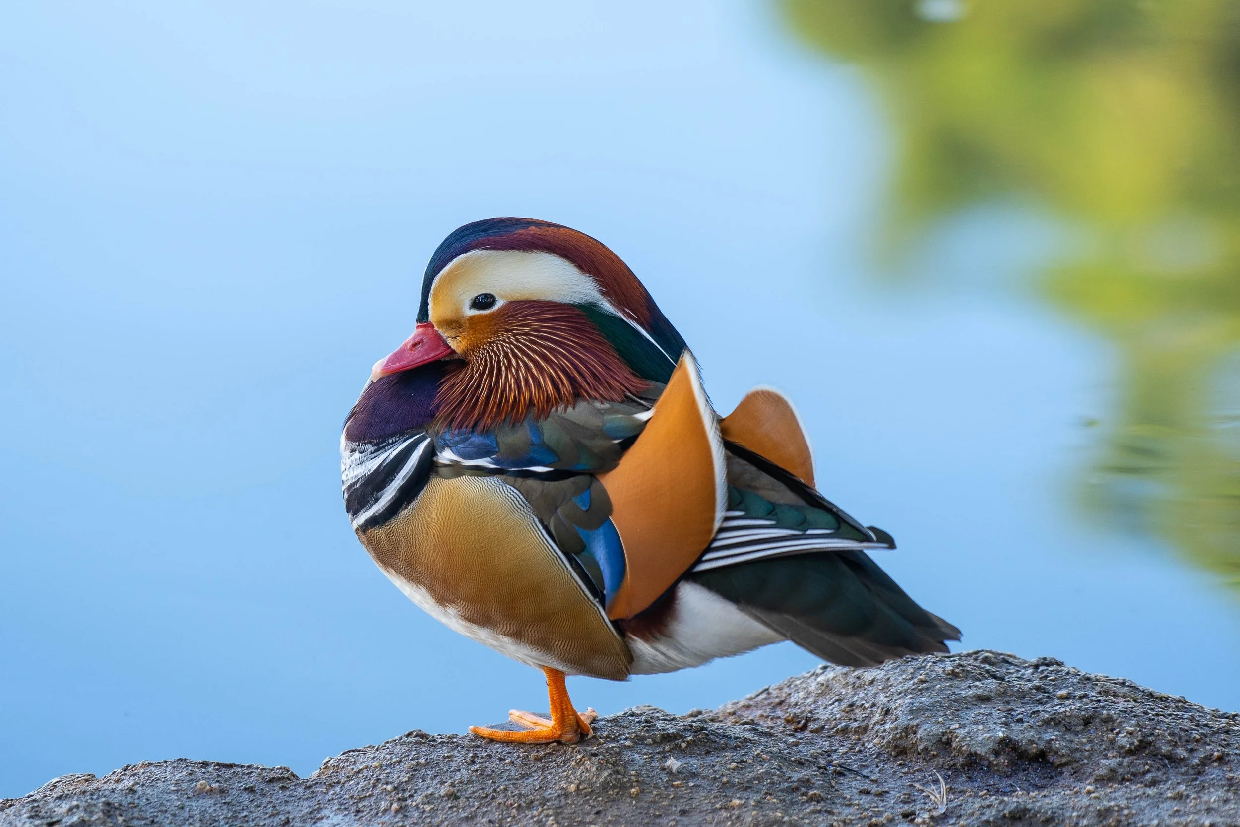 Harlequin Duck; November 2023