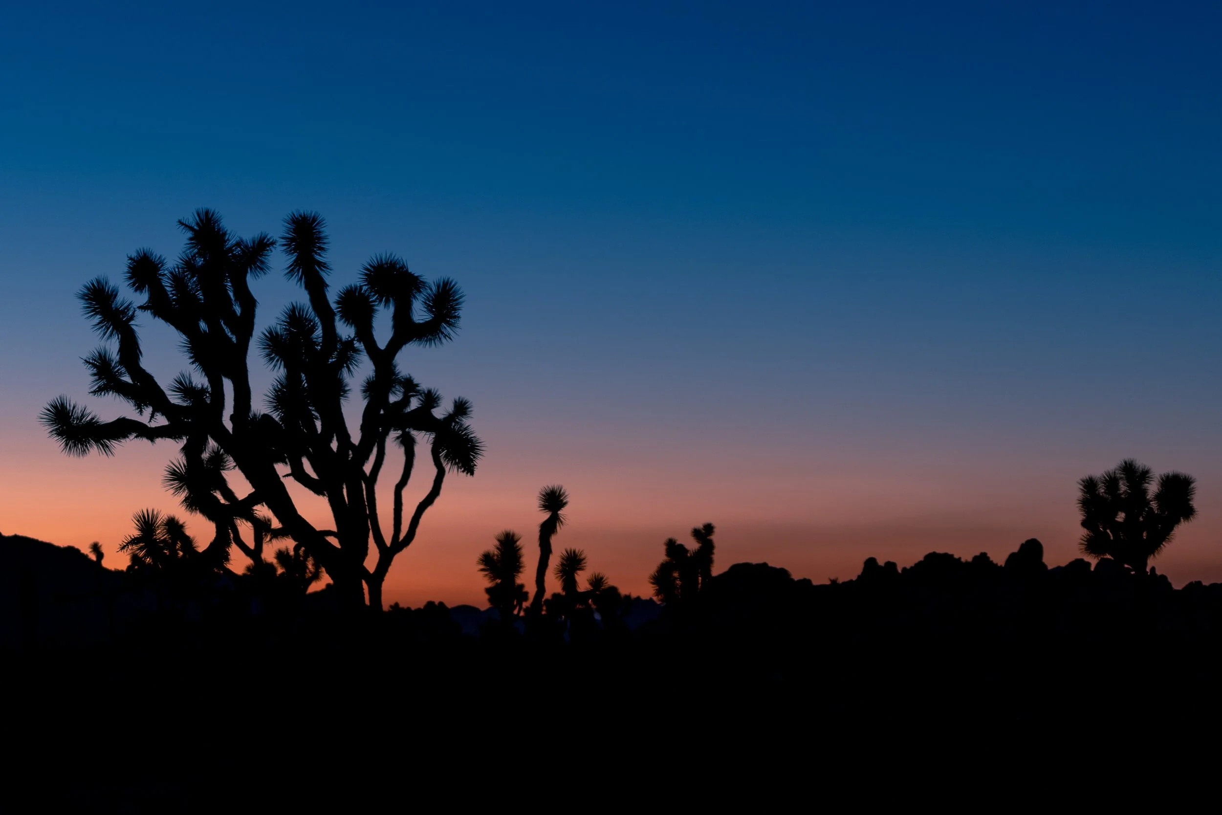 Joshua Tree, CA; June 2020