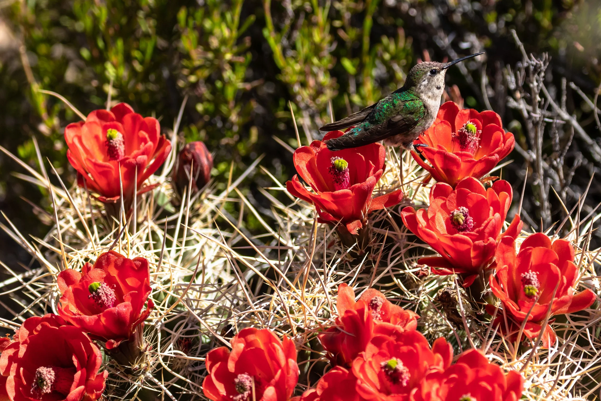 Costa's Hummingbird; April 2018