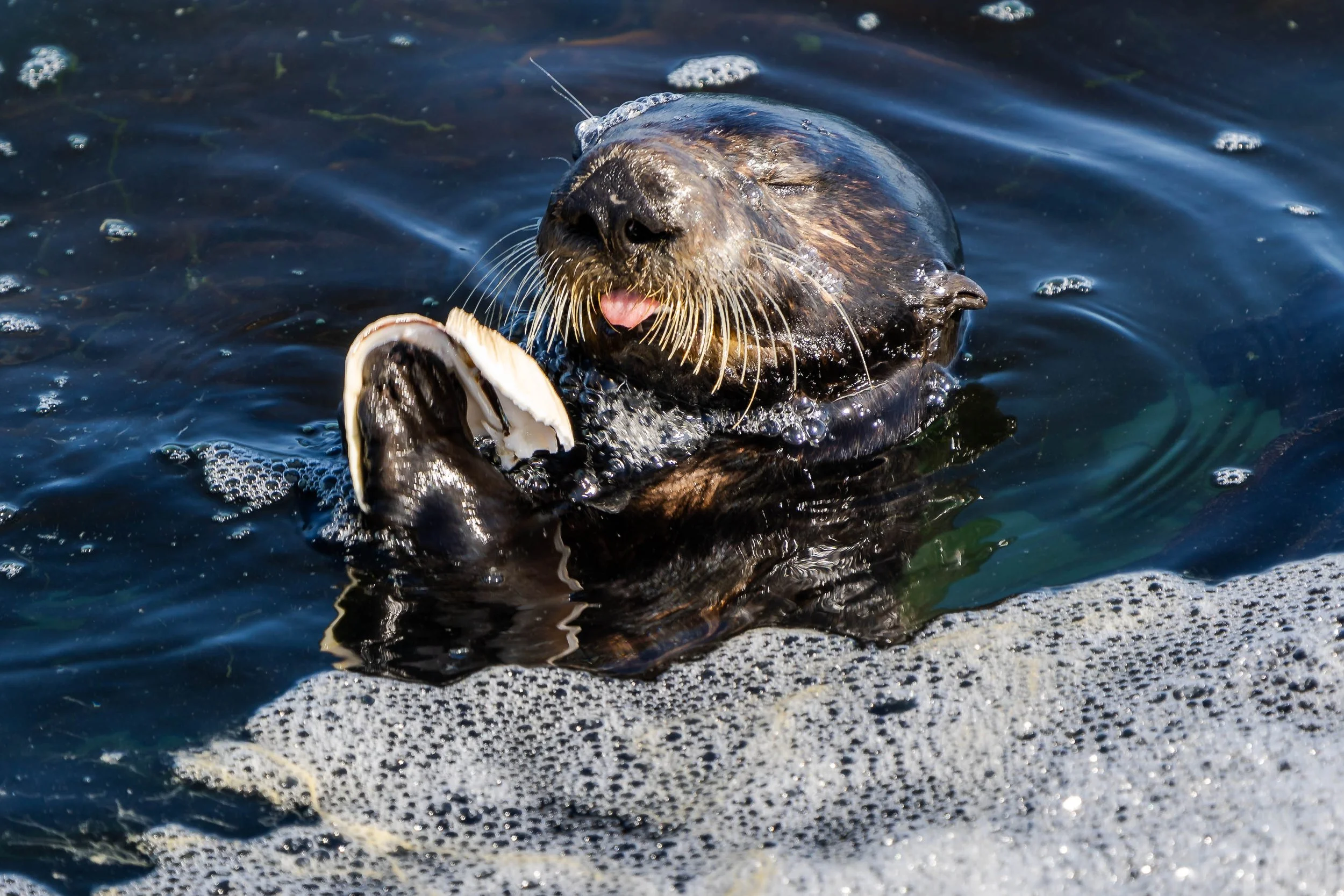Southern Sea Otter; June 2022