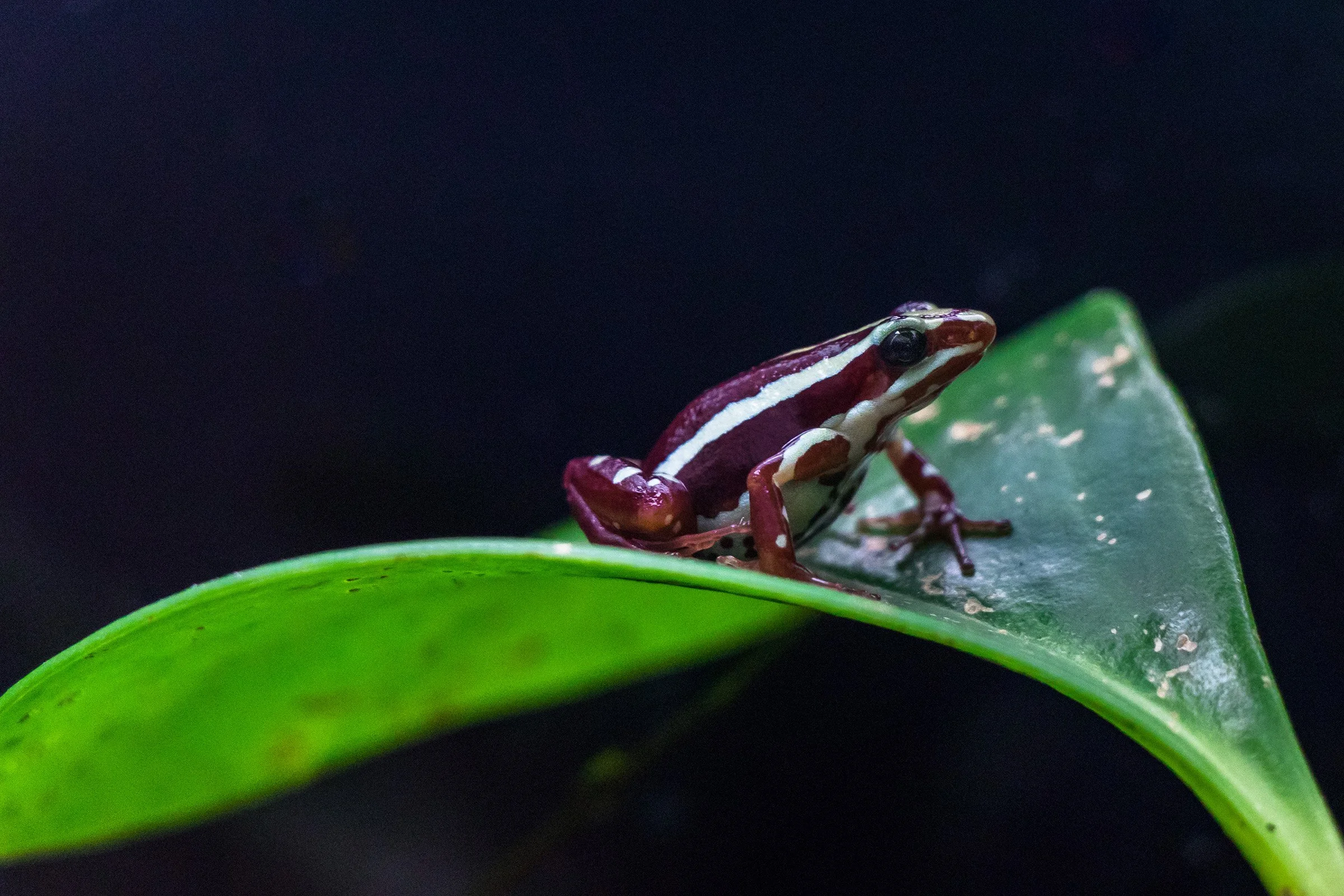 Anthony's Poison Dart Frog; February 2018