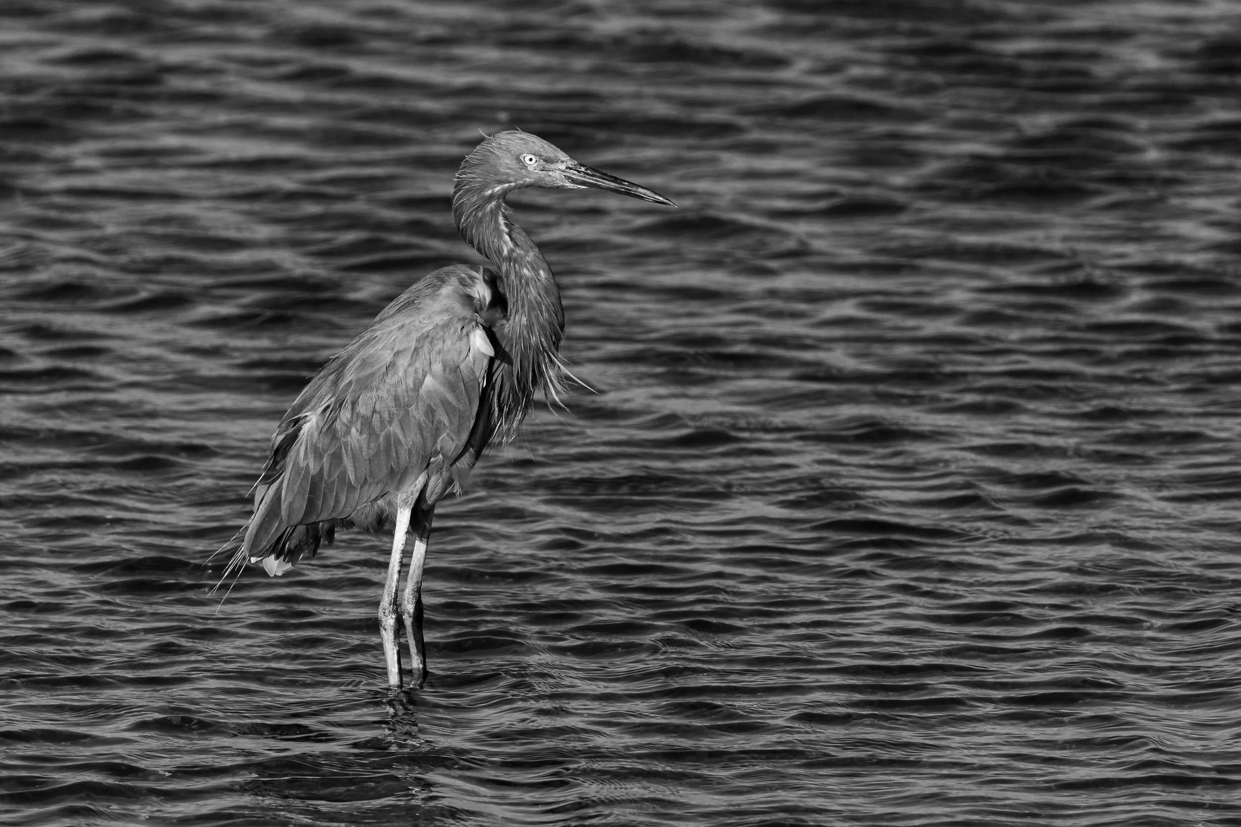 Huntington Beach, CA; October 2017