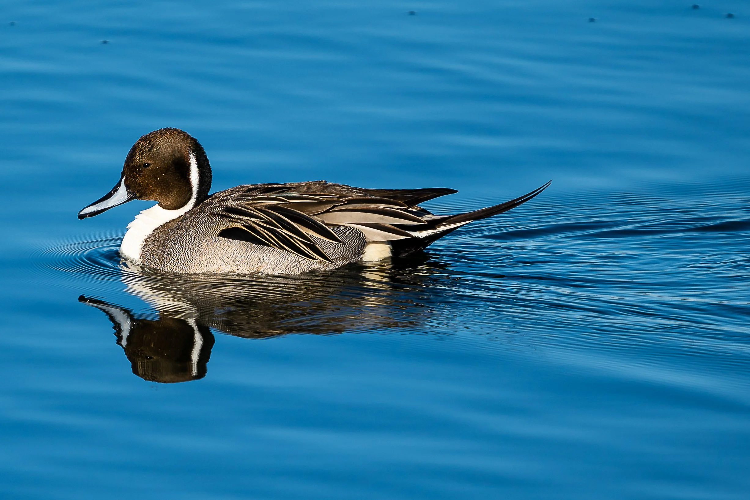 Northern Pintail; January 2021