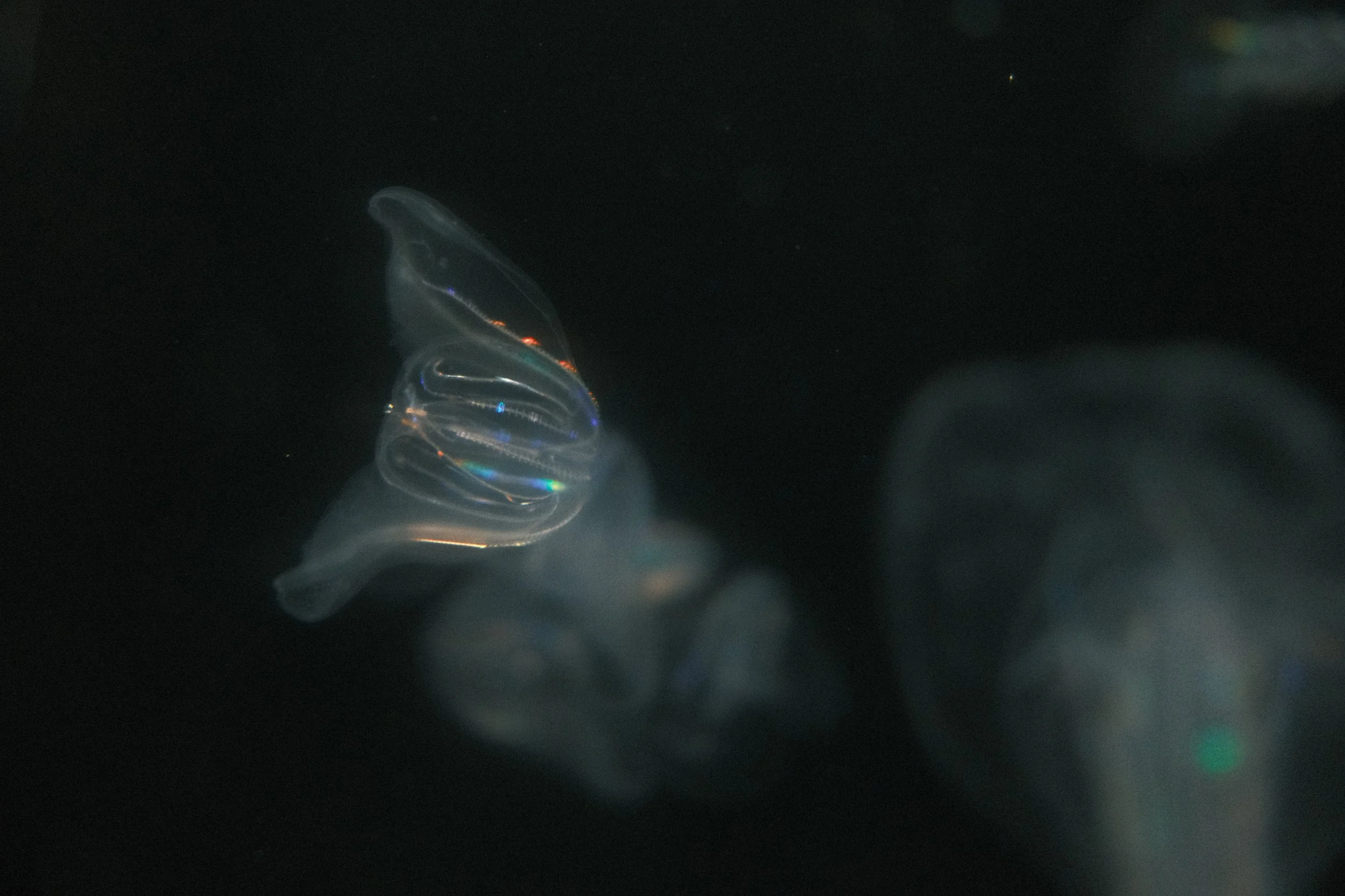 Long Beach, CA; December 2025