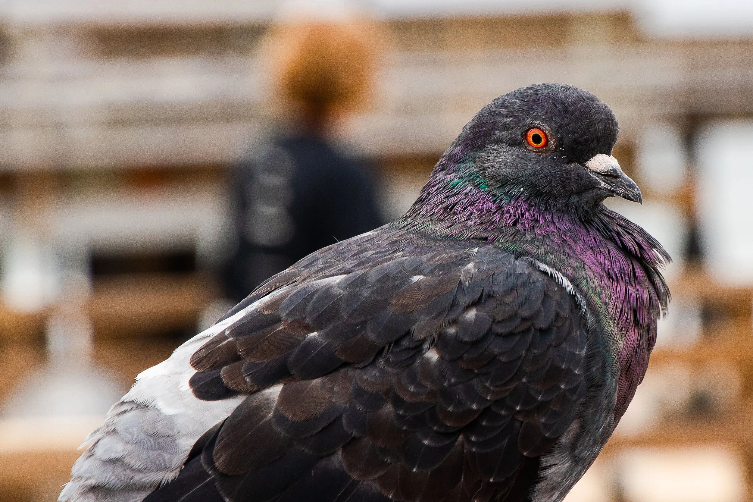 Rock Dove; September 2018