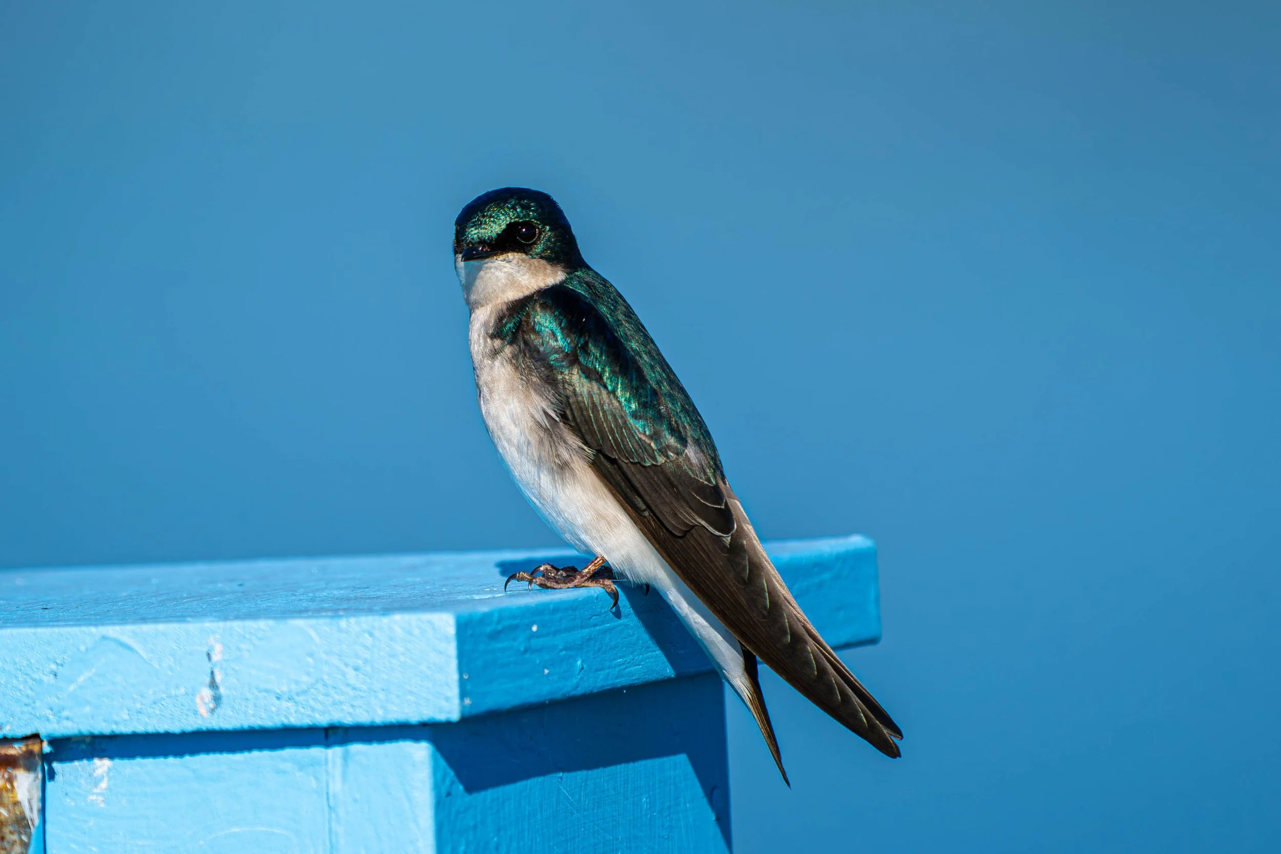 Tree Swallow; February 2024