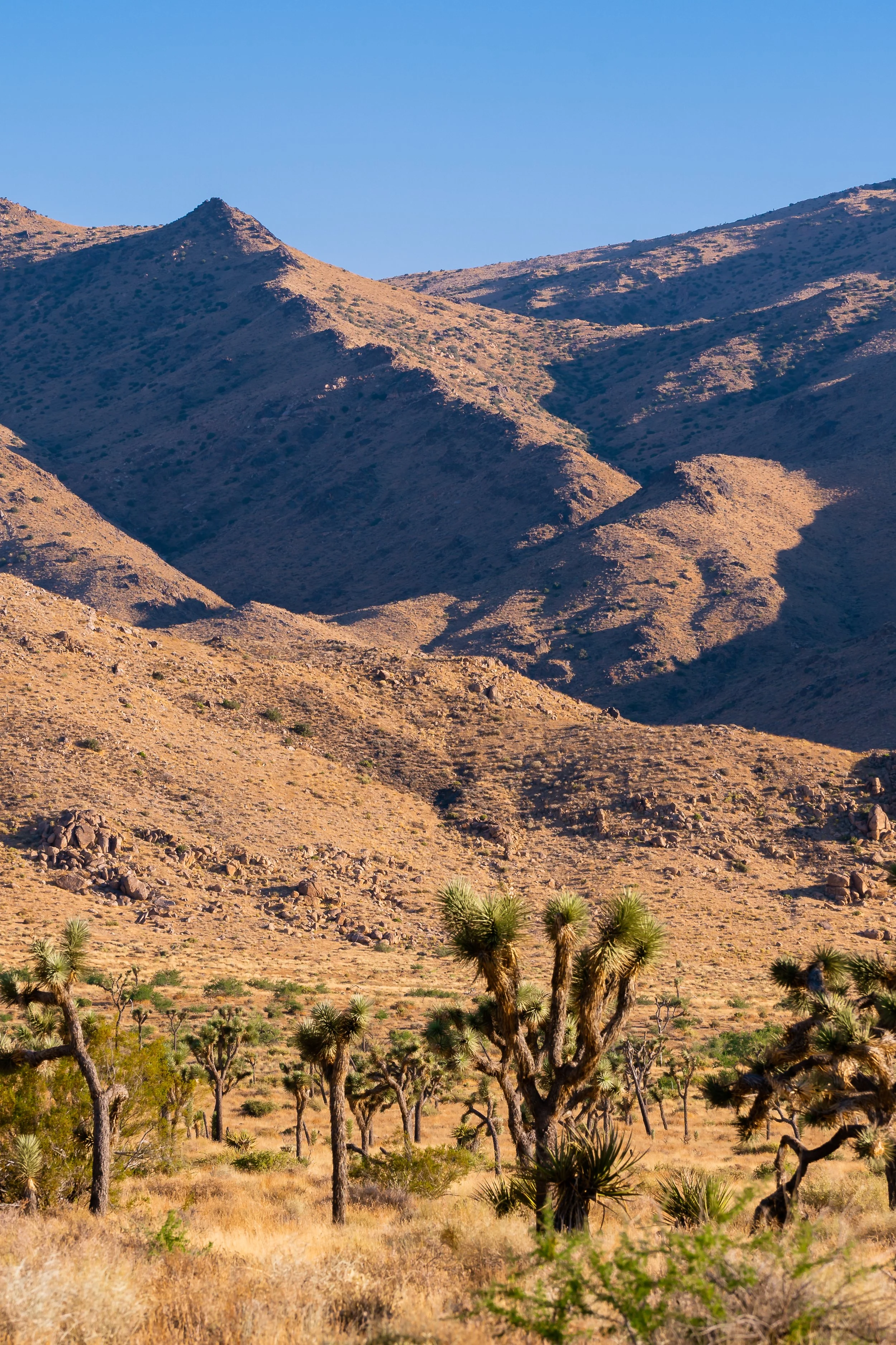 Joshua Tree, CA; June 2020