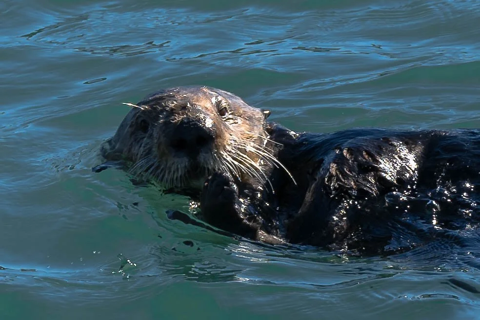 Southern Sea Otter; February 2022