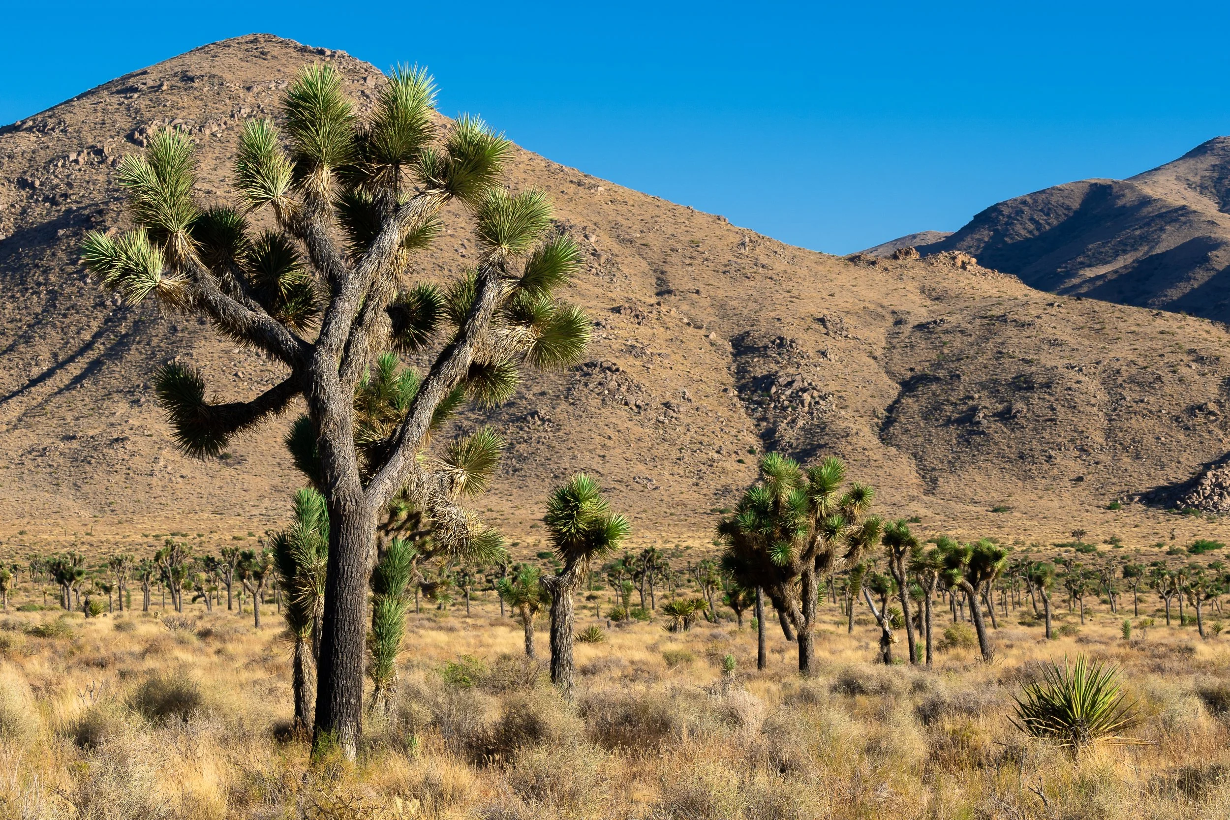 Joshua Tree, CA; June 2020