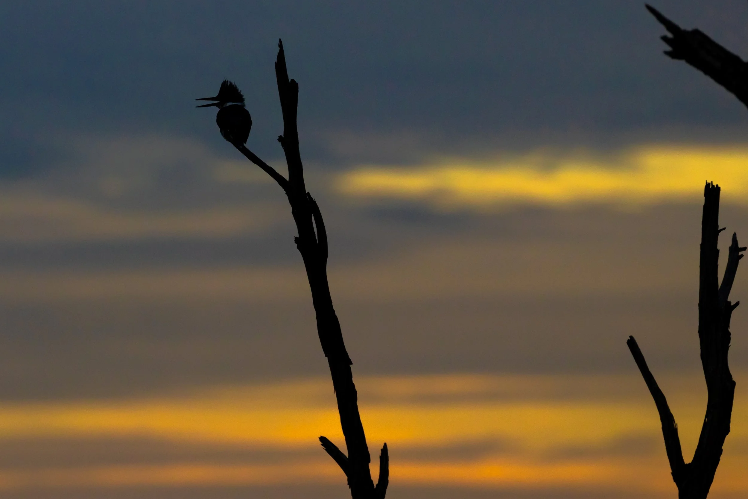 Huntington Beach, CA; March 2018