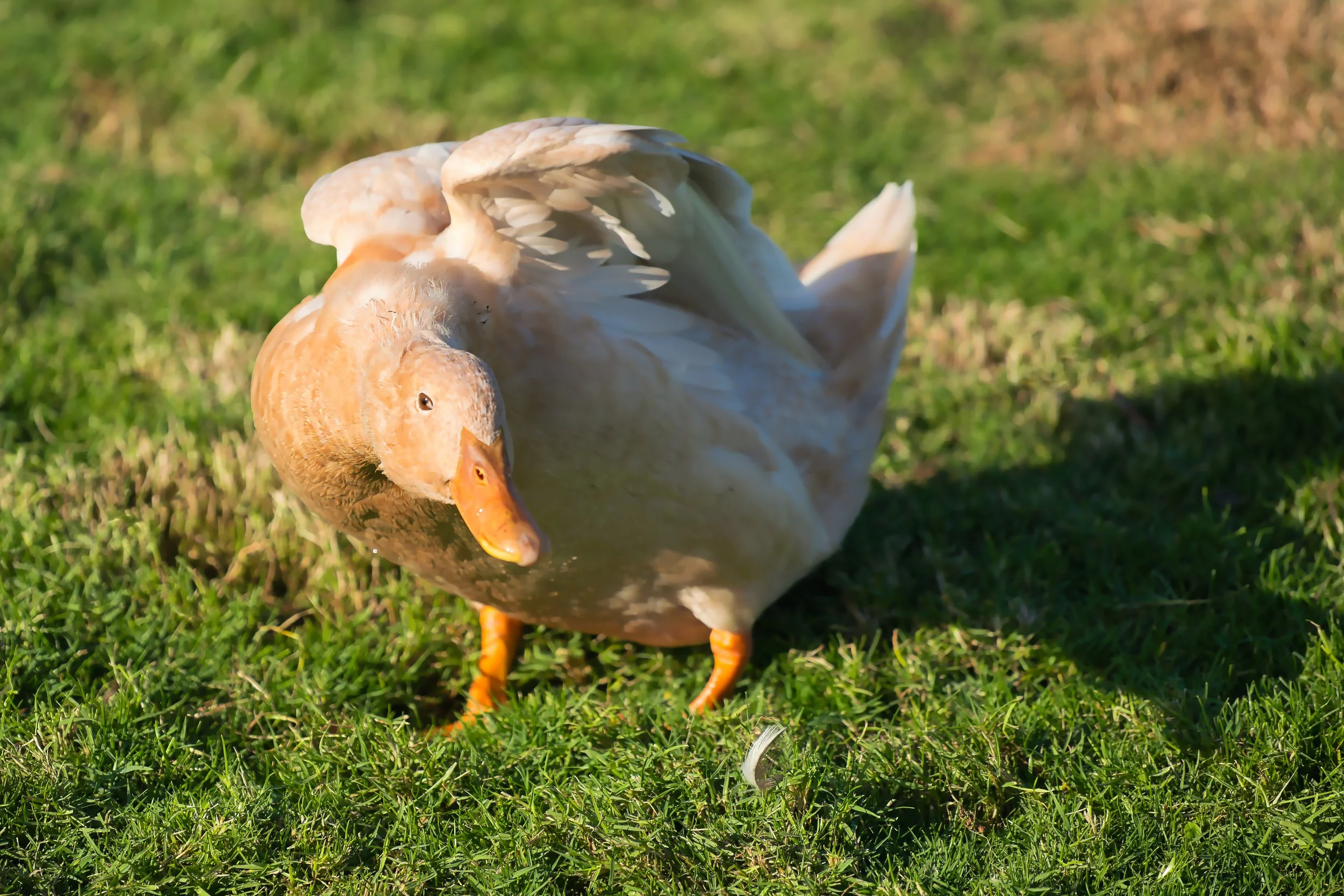 Hybrid Domestic Duck; November 2025