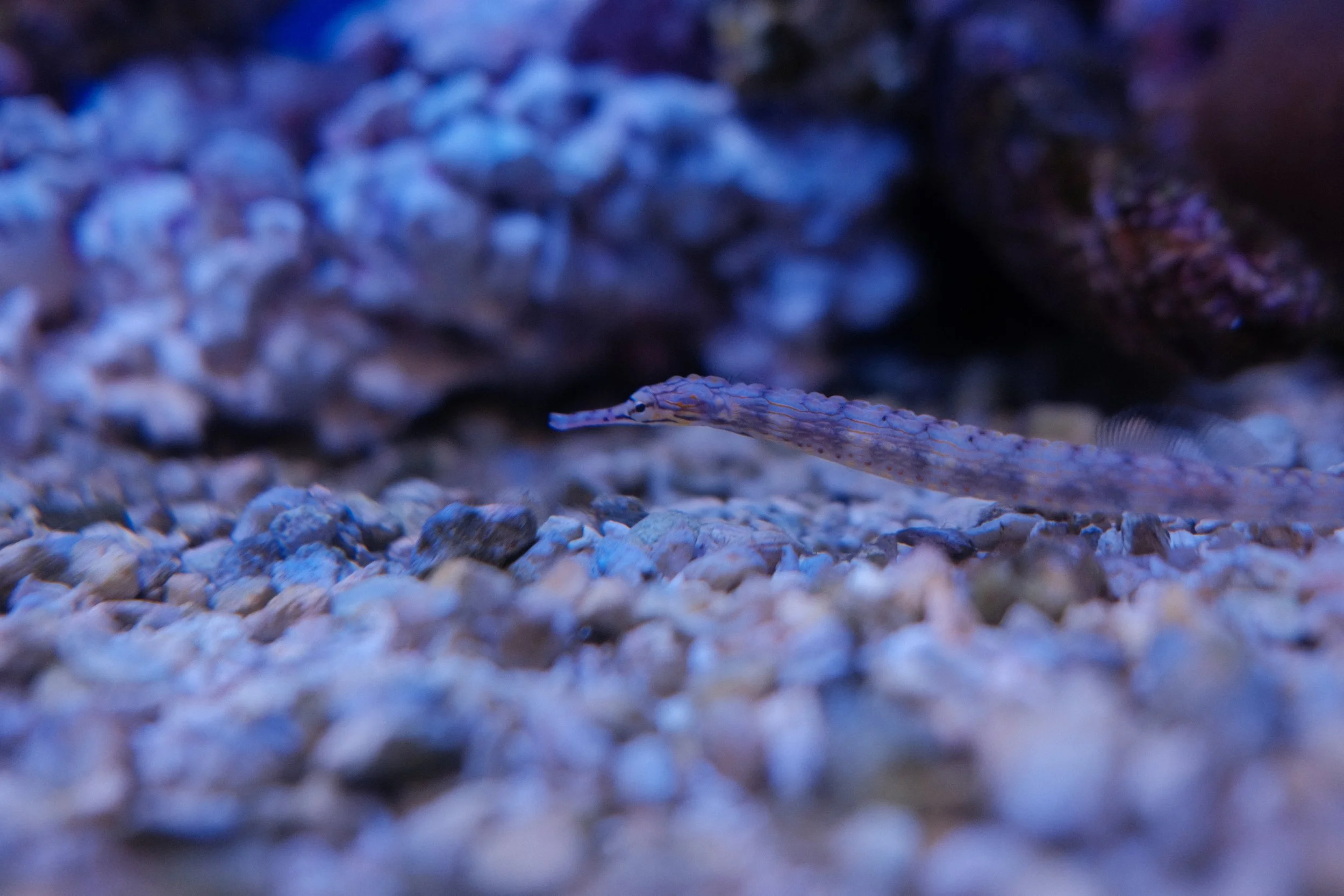 Long Beach, CA; December 2025