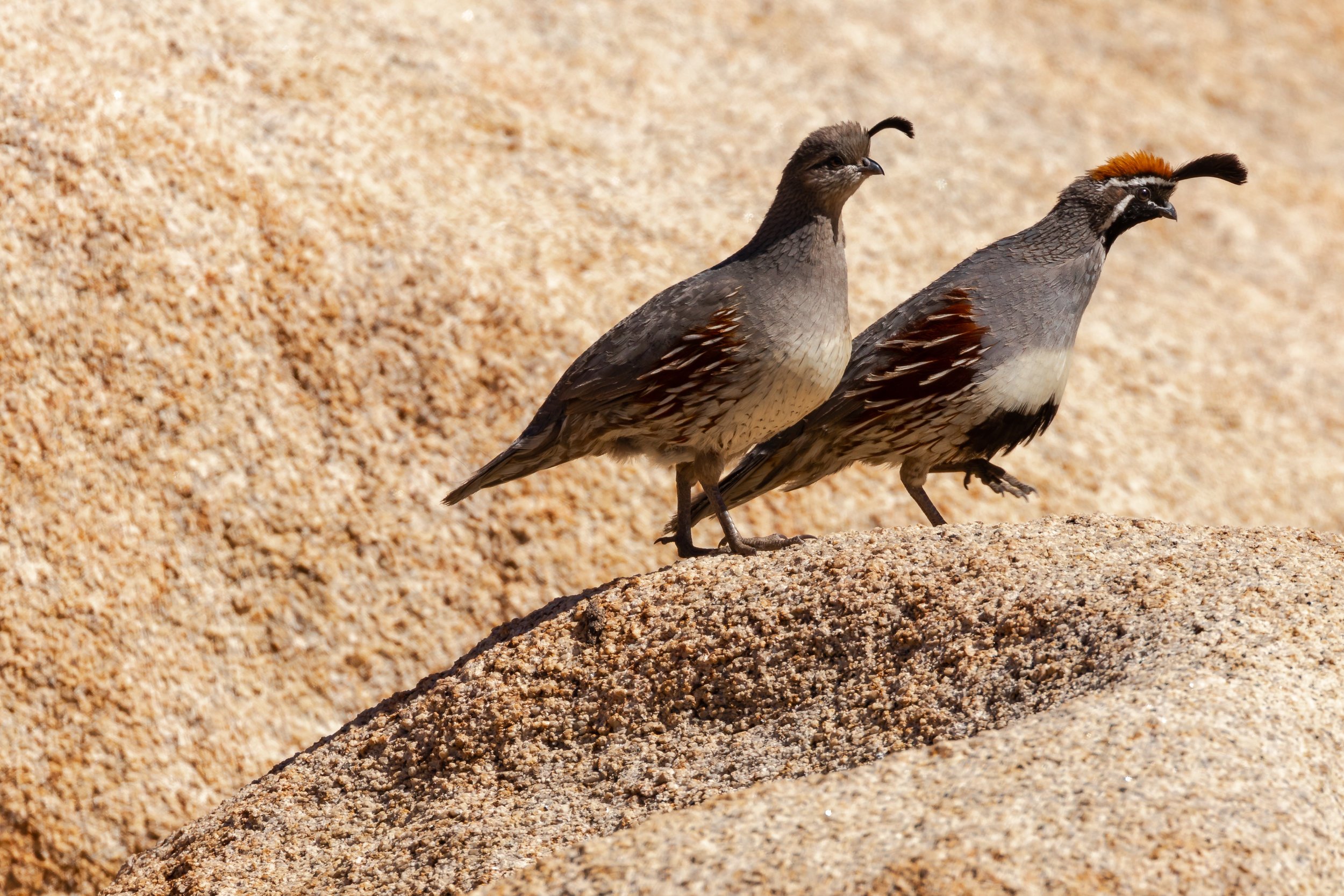 Gambel's Quail; April 2018