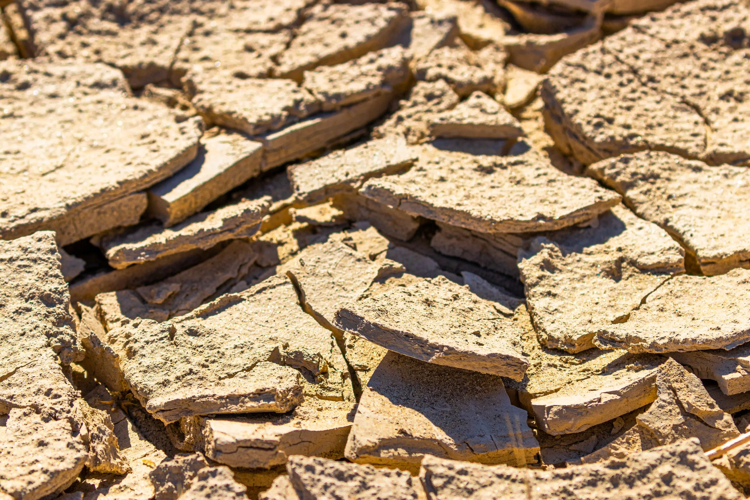 Anza-Borrego, CA; November 2019