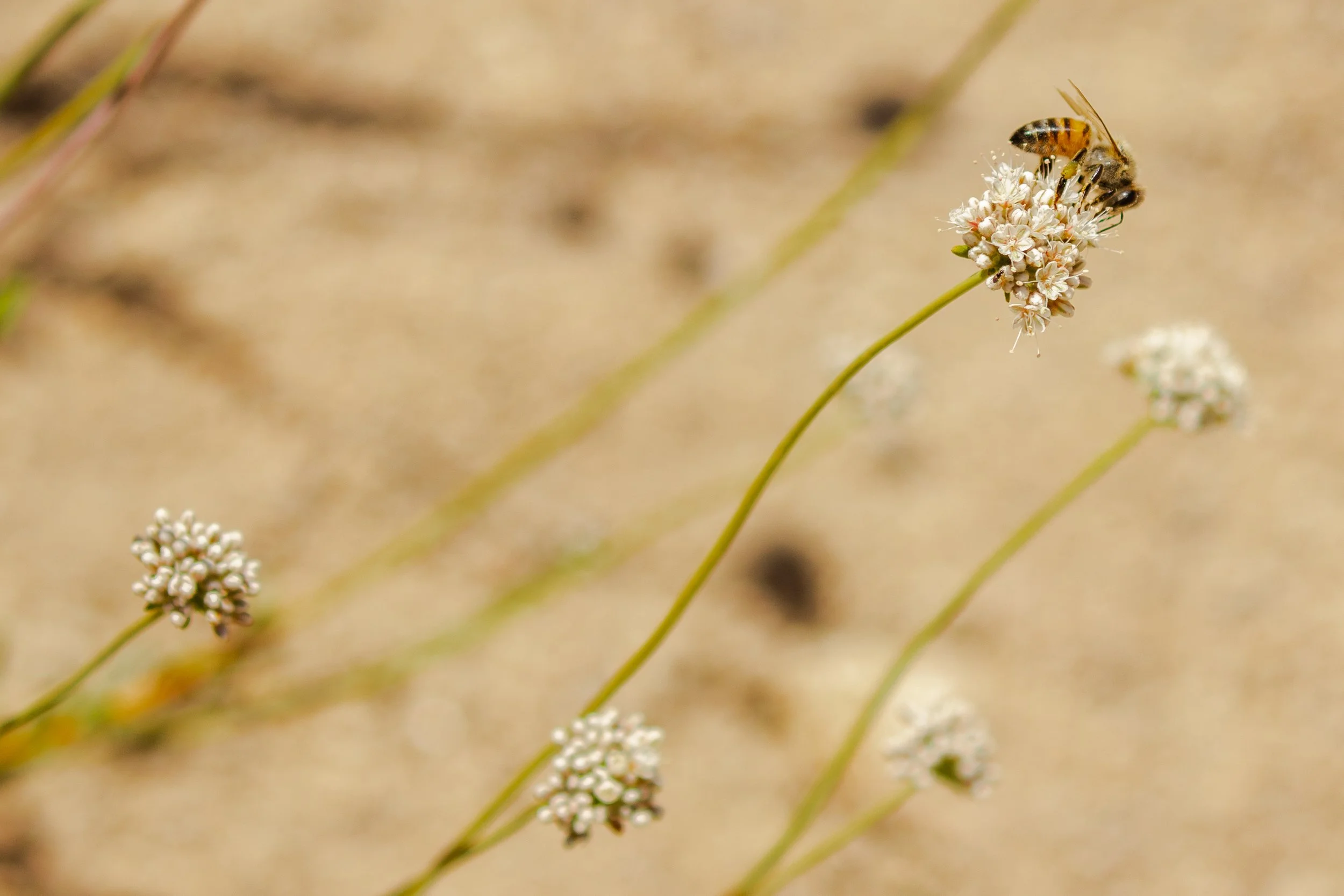 Western Honeybee; May 2018