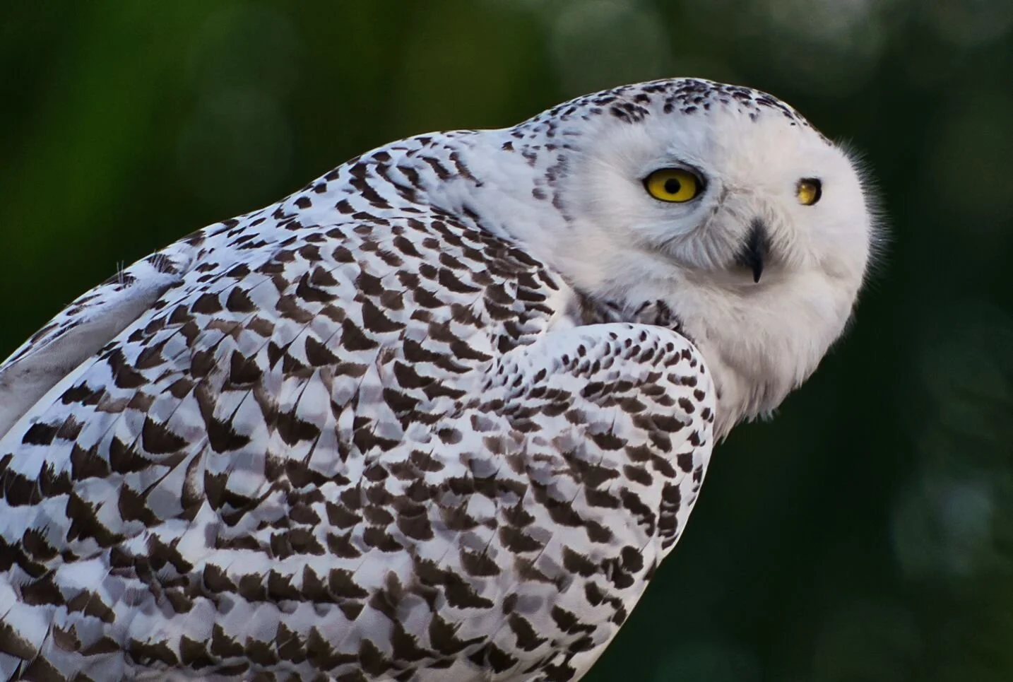 Snowy Owl; January 2023