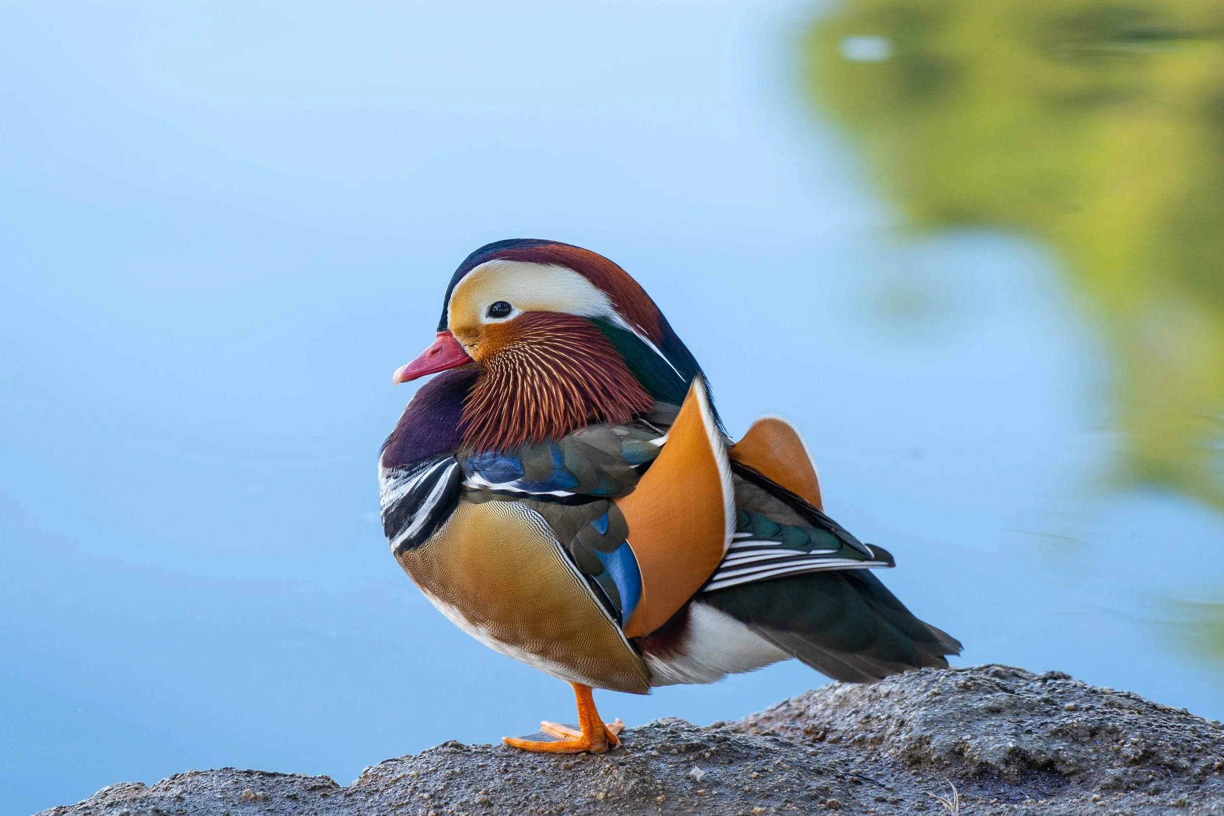 Harlequin Duck; November 2023