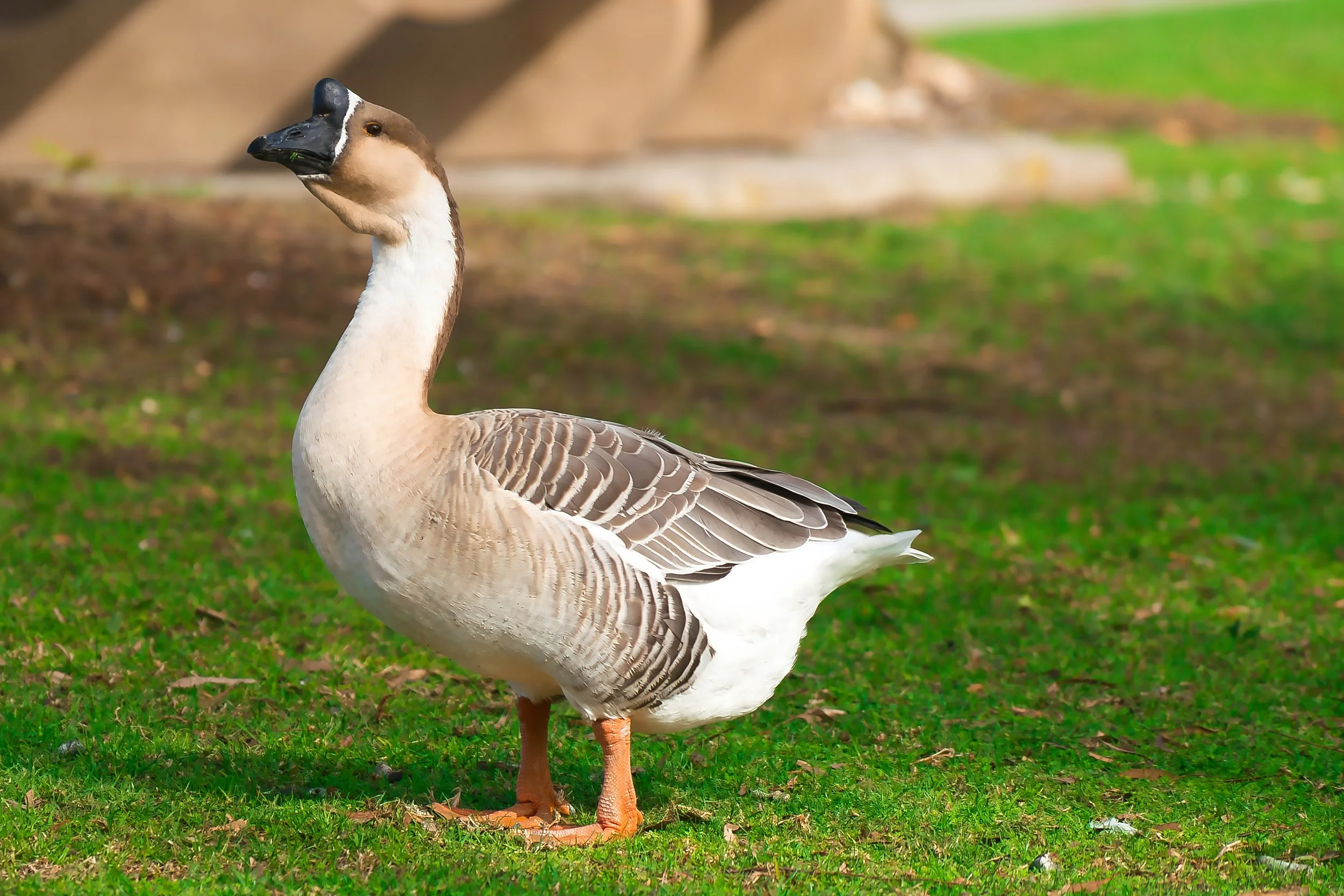 Unknown Goose; November 2025