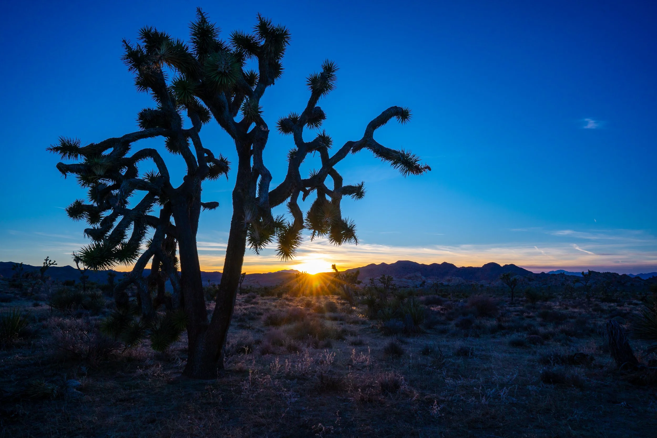 Joshua Tree, CA; January 2020