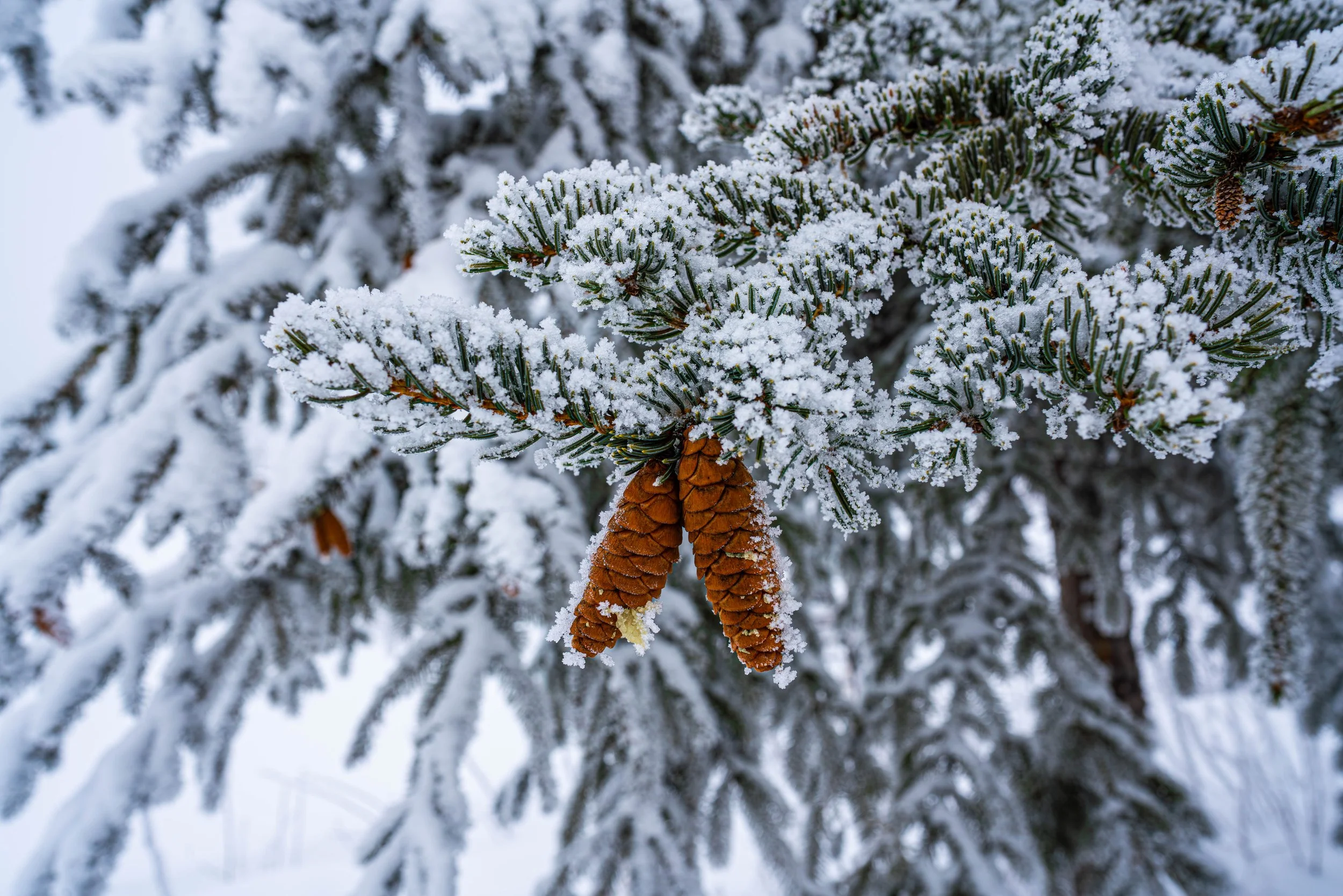 Fairbanks, AK; February 2025