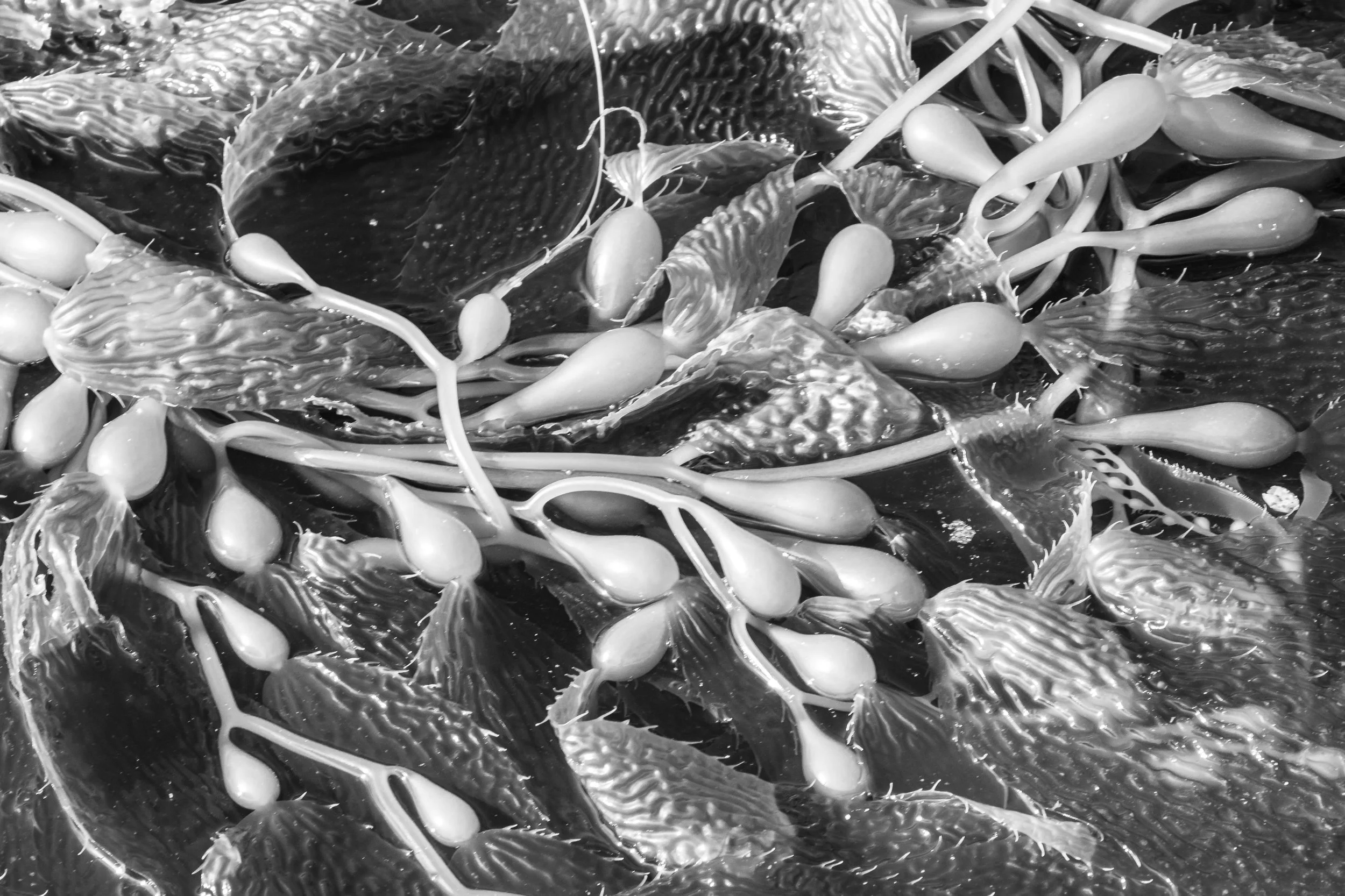 Laguna Beach, CA; December 2017