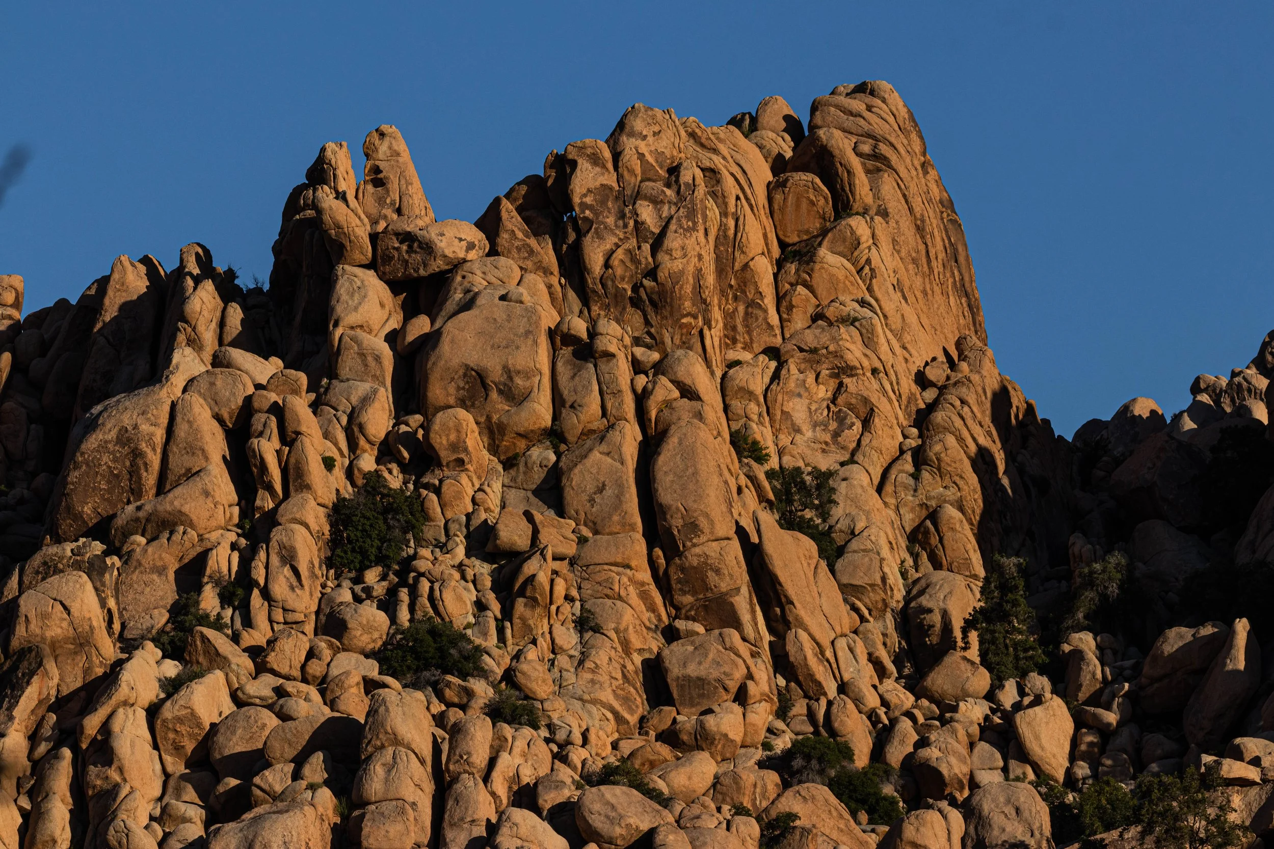 Joshua Tree, CA; May 2019