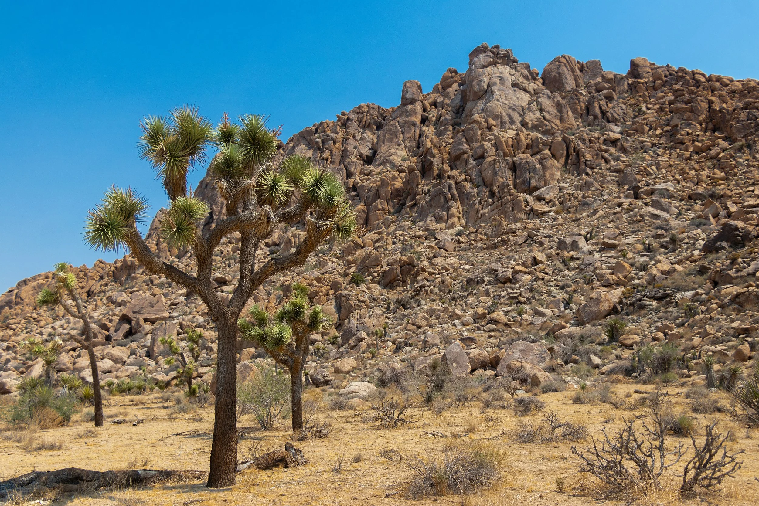 Joshua Tree, CA; August 2018