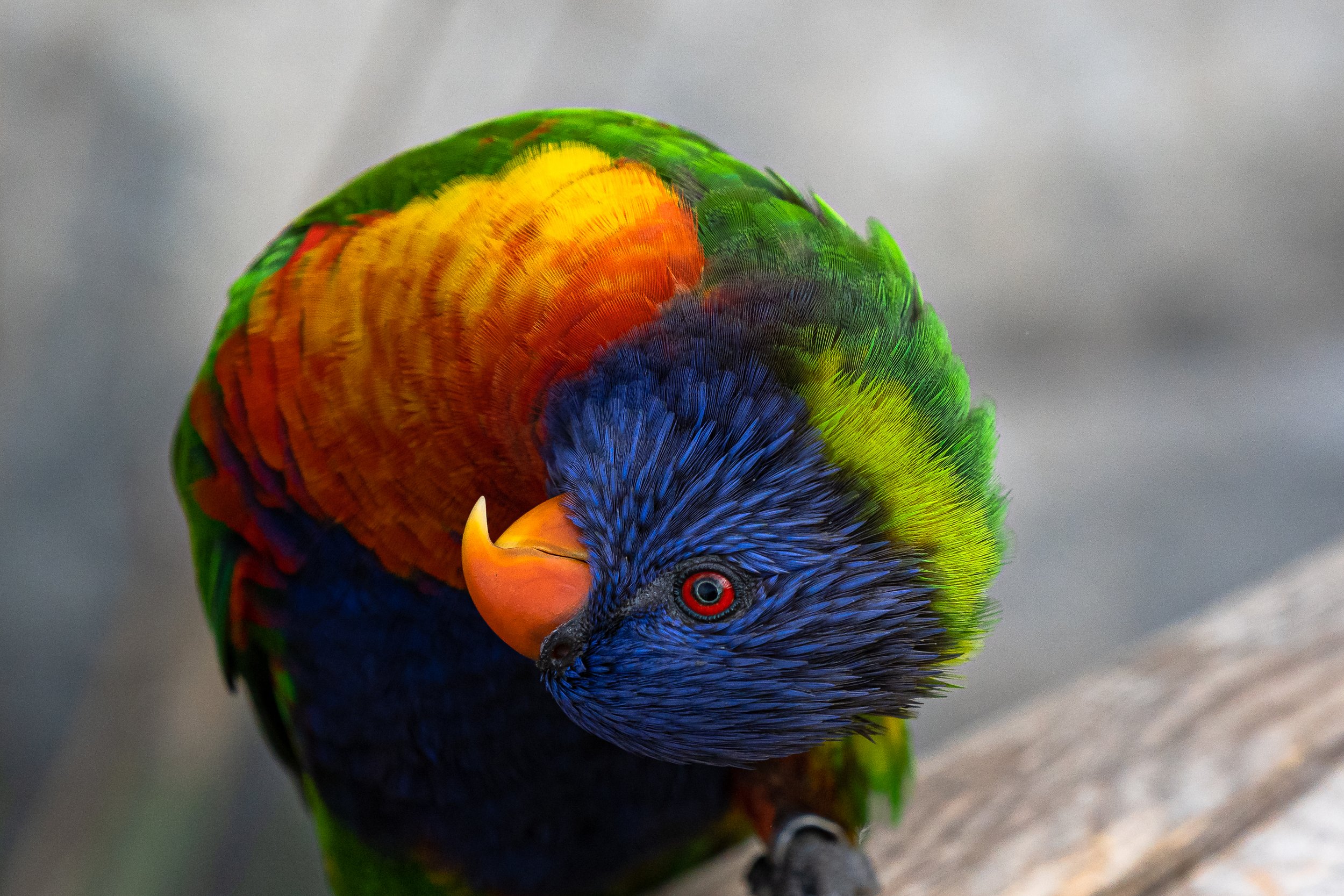 Rainbow Lorikeet; January 2021