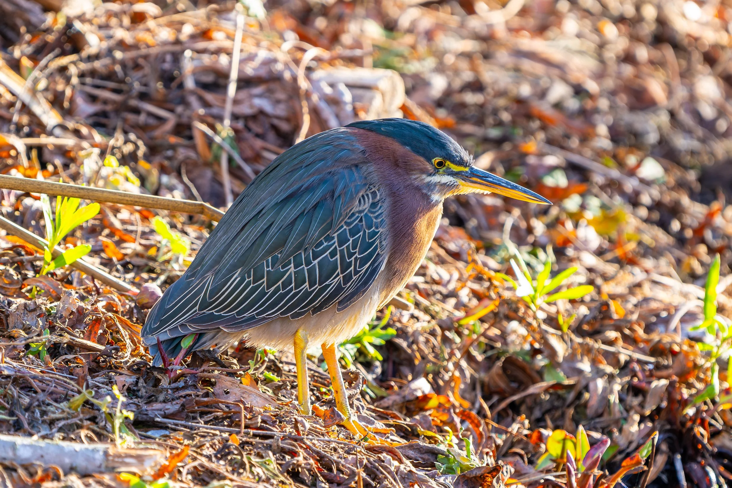 Green Heron; January 2025