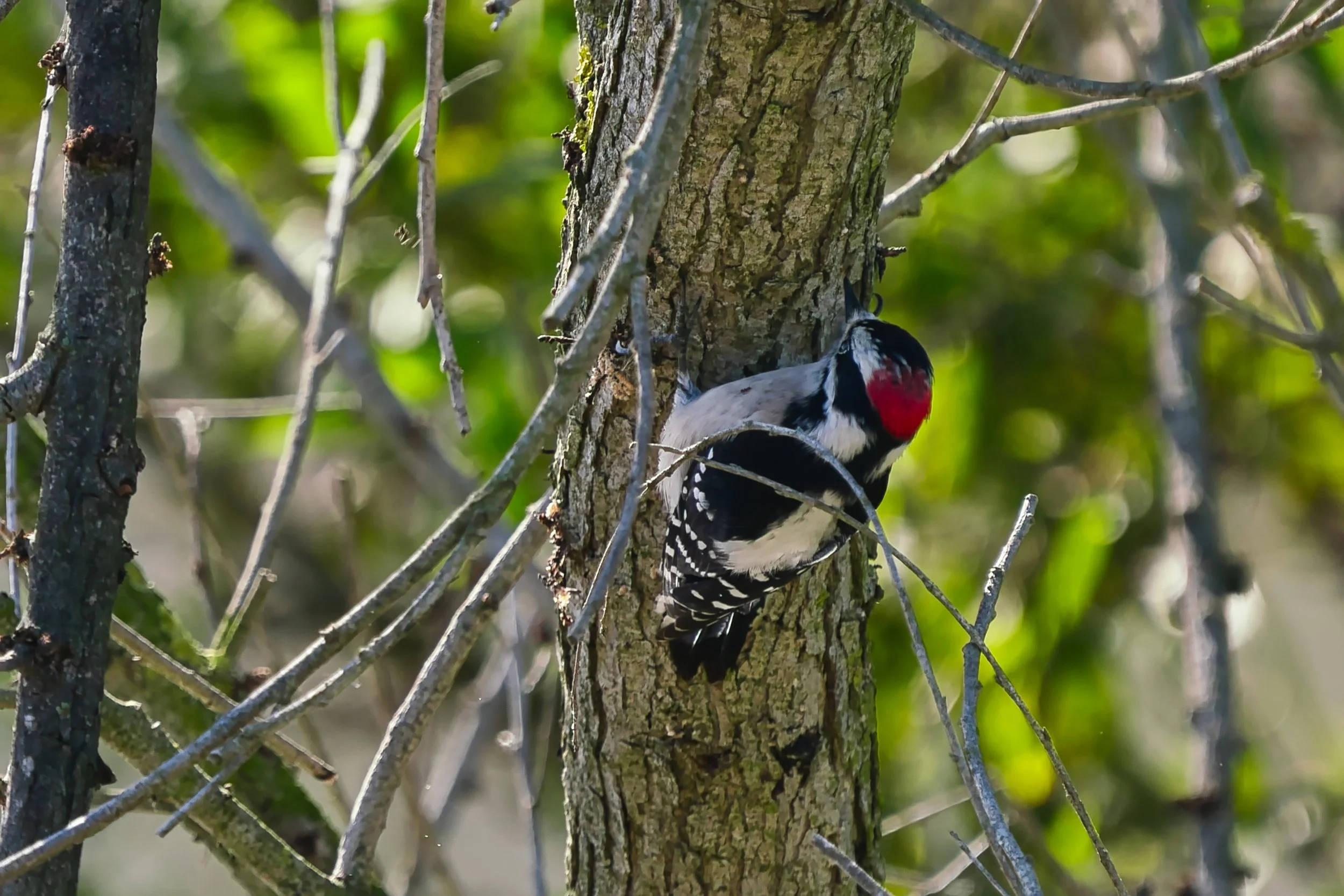 Downy Woodpecker; November 2025