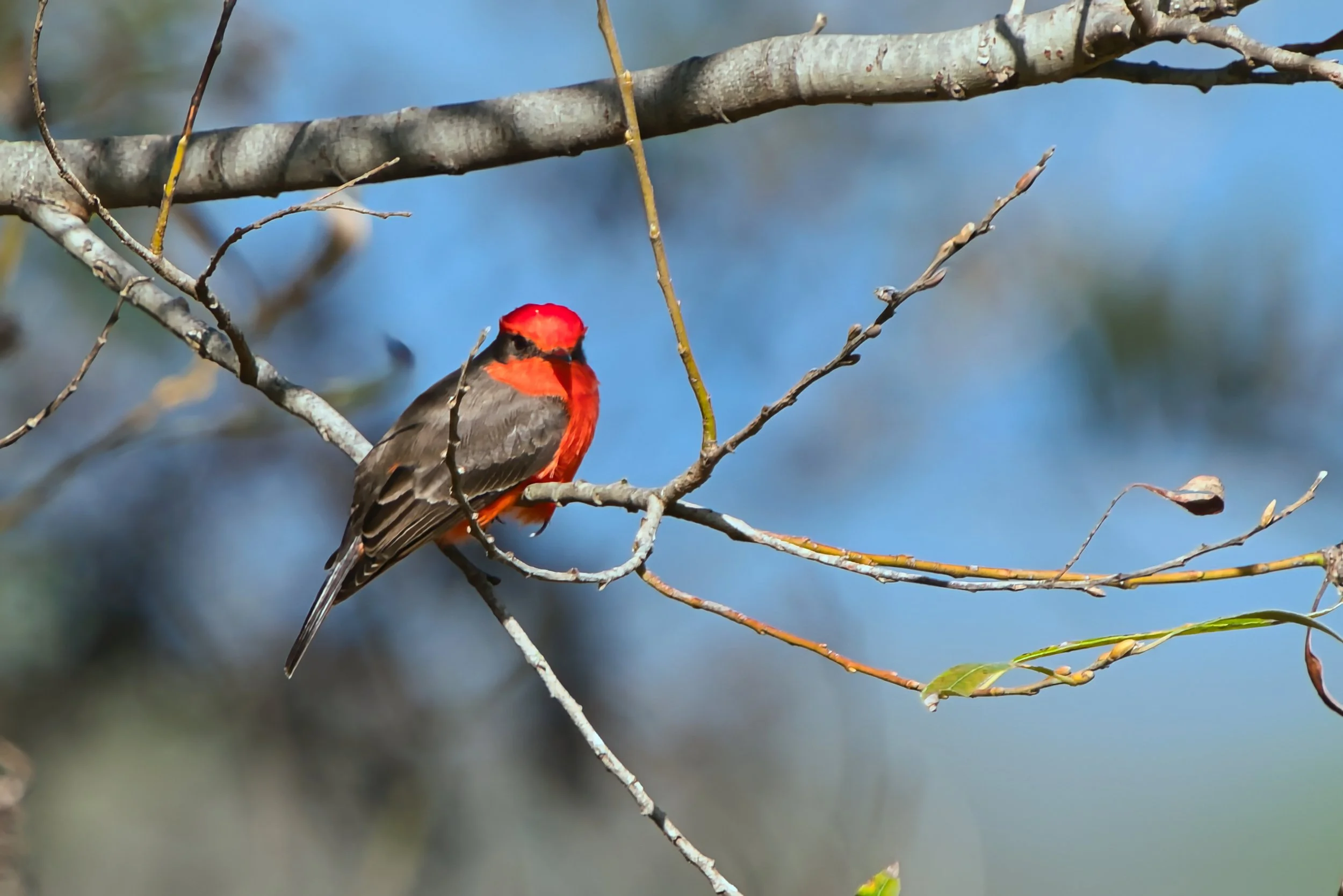 Vermilion Flycatcher; November 2025  