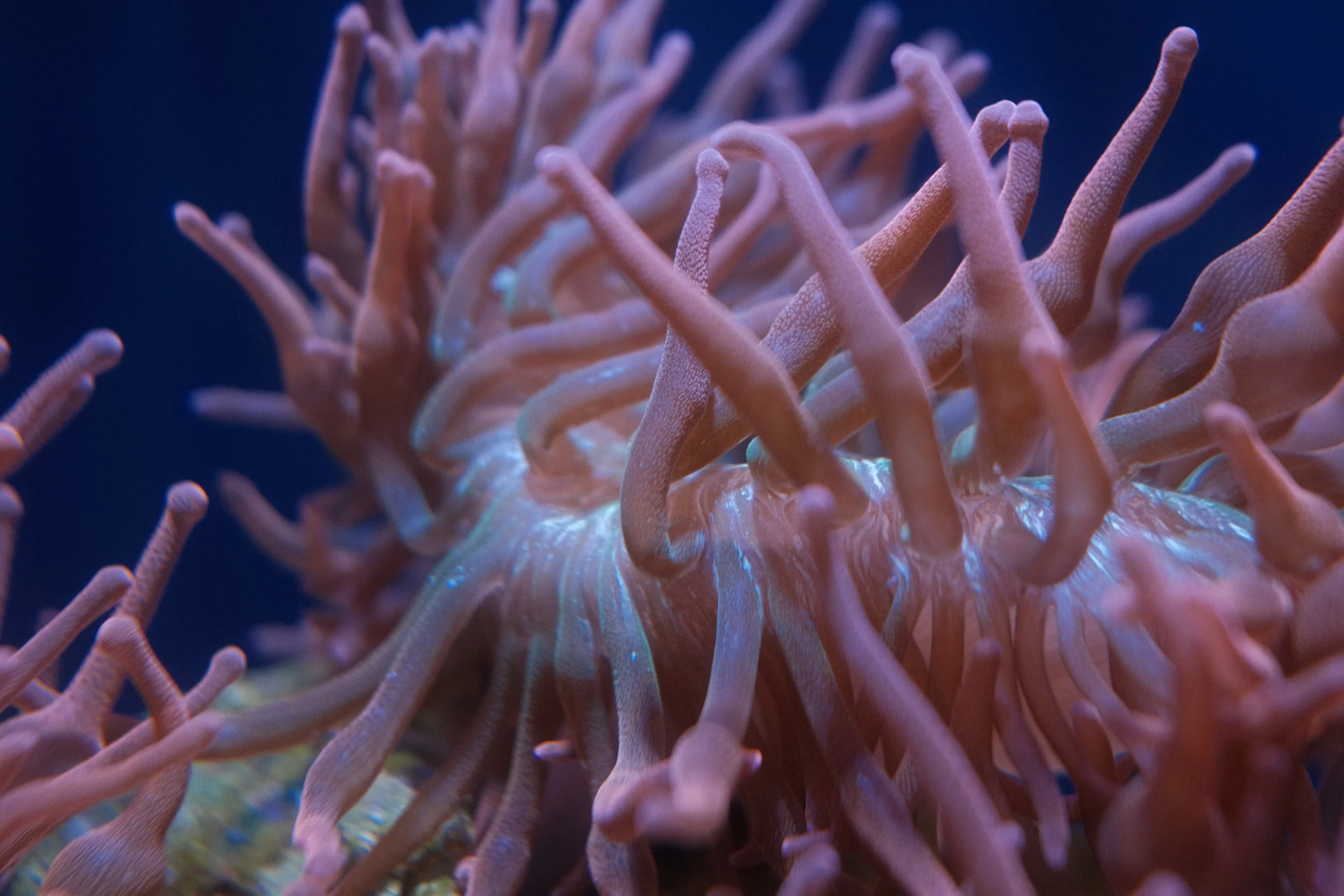 Long Beach, CA; December 2025