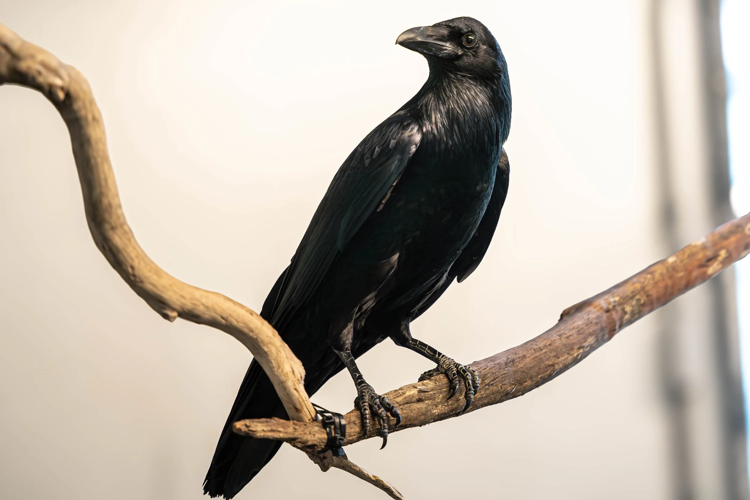 Common Raven; April 2024
