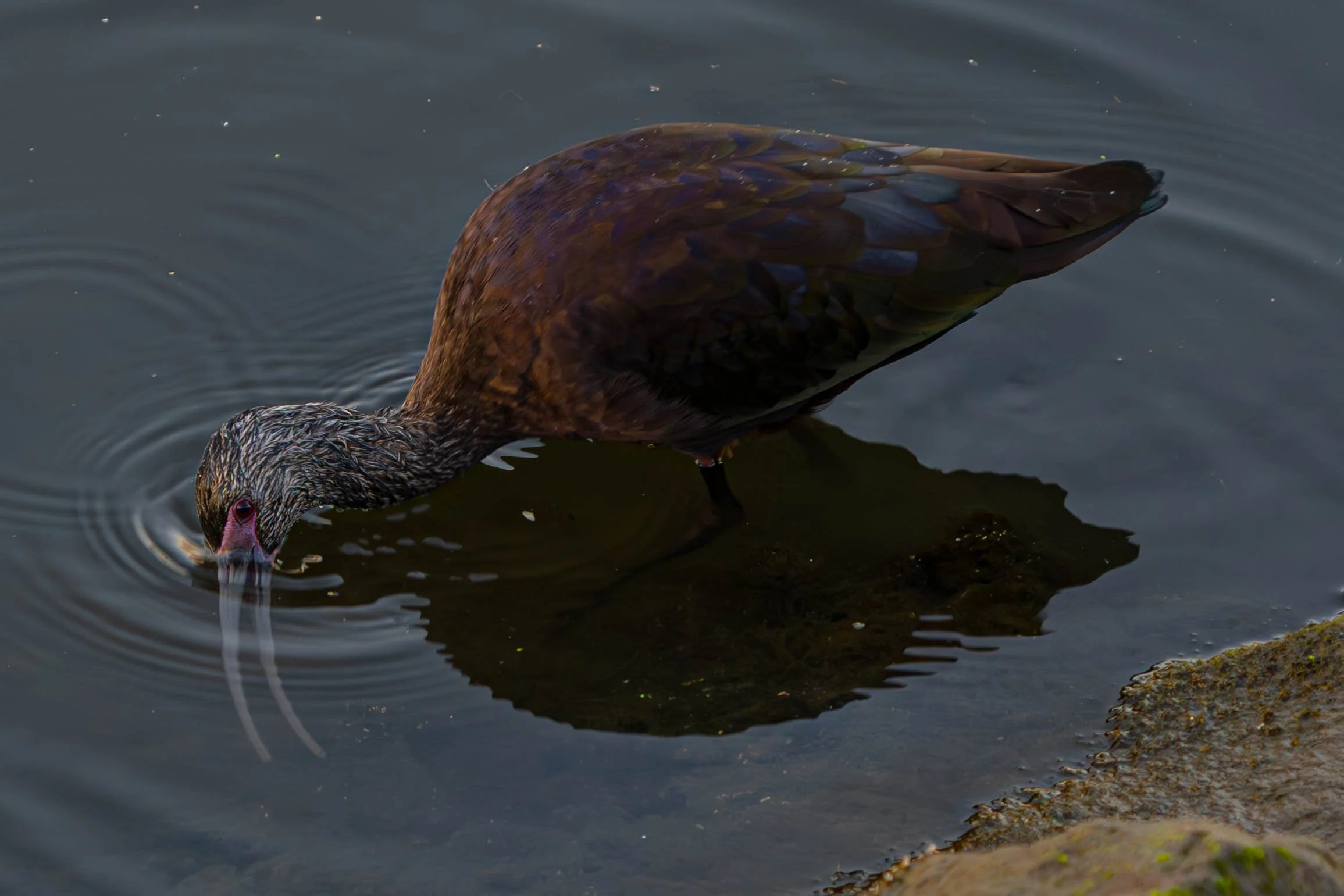 White-faced Ibis; December 2024