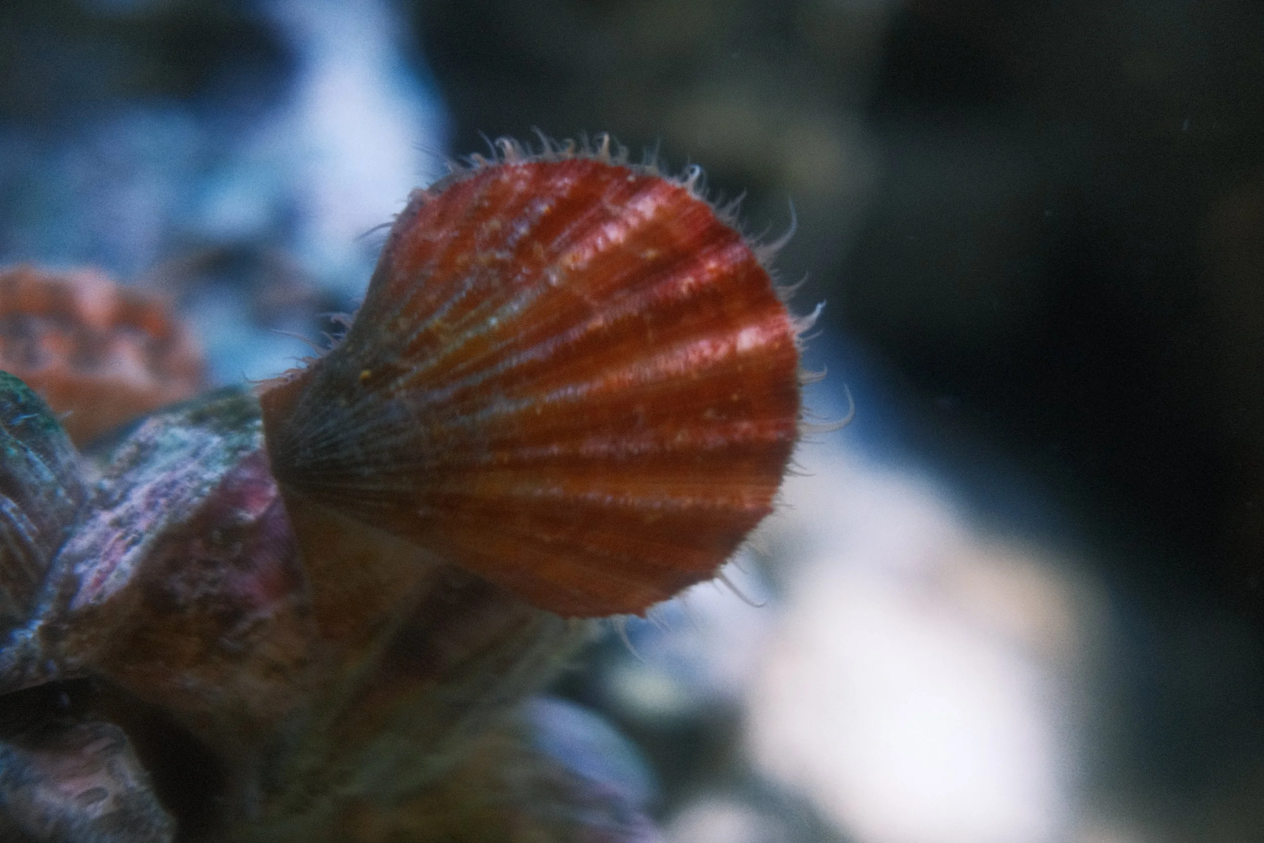 Long Beach, CA; December 2025