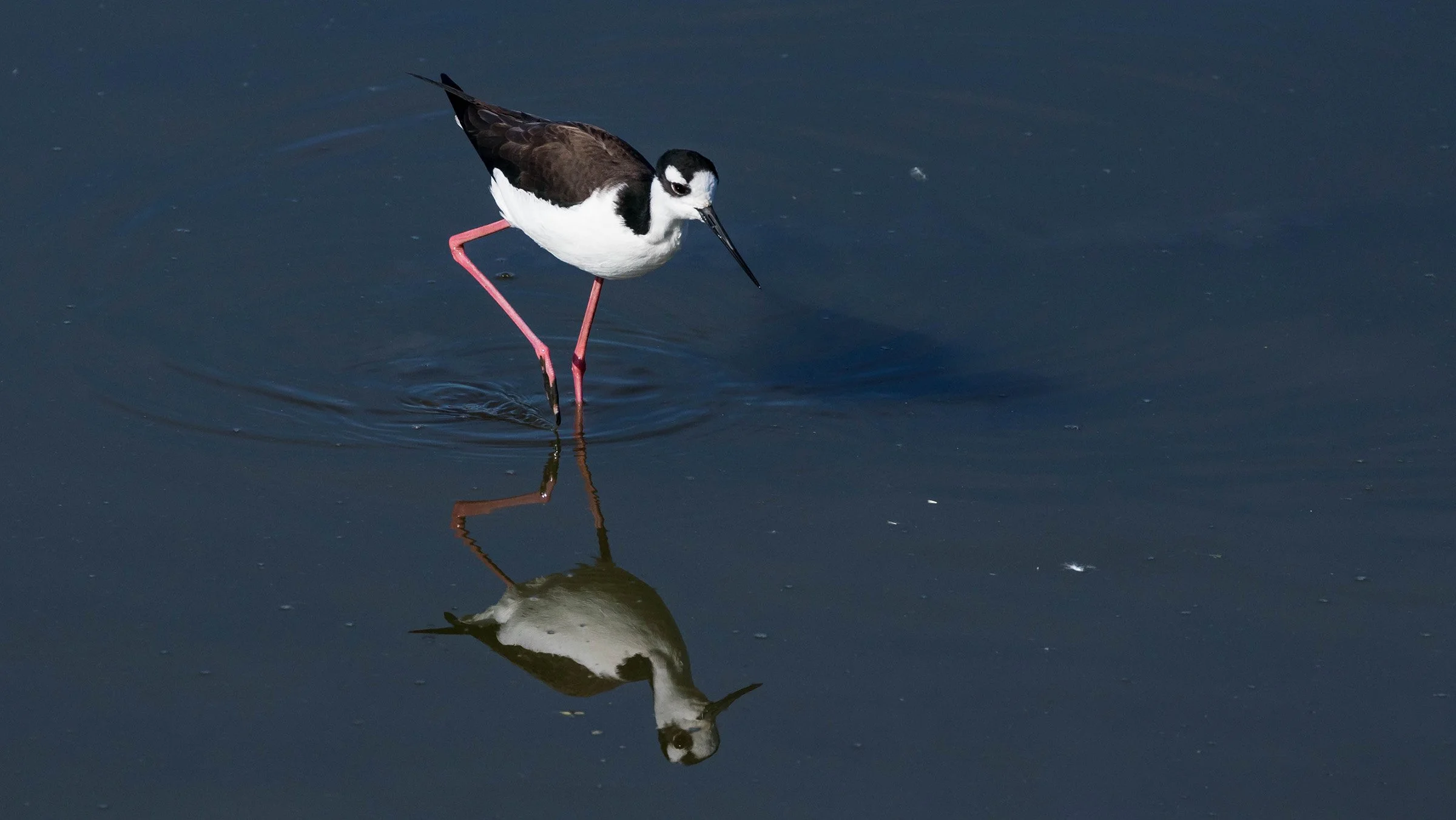 Black-necked Stilt; November 2017